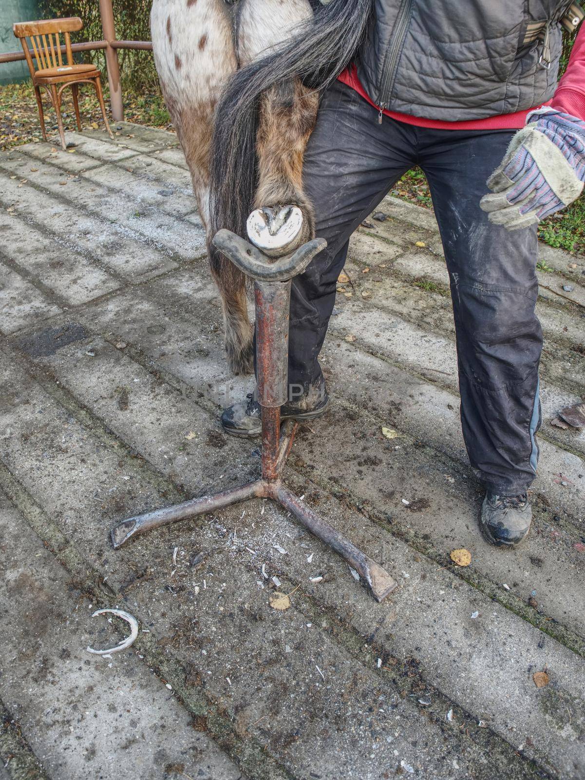 Assistant of Blacksmith  hold hoof on hind leg of horse.  Cleaning hoofs without horseshoes.