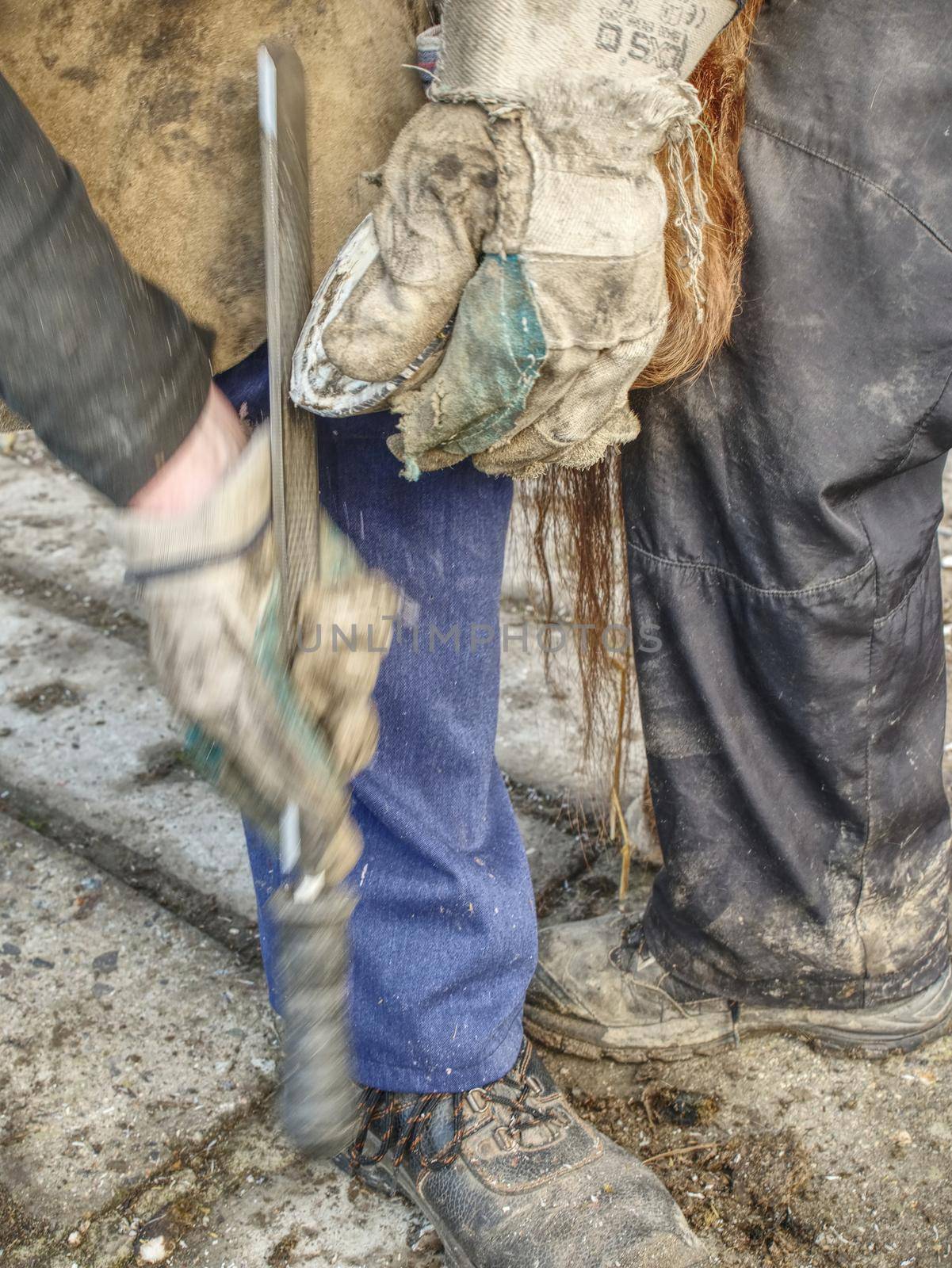 Blacksmith or veterinarian works on deffected  horse hoof.  Farrier trimming horse hoof with hoof file and  hoof knife