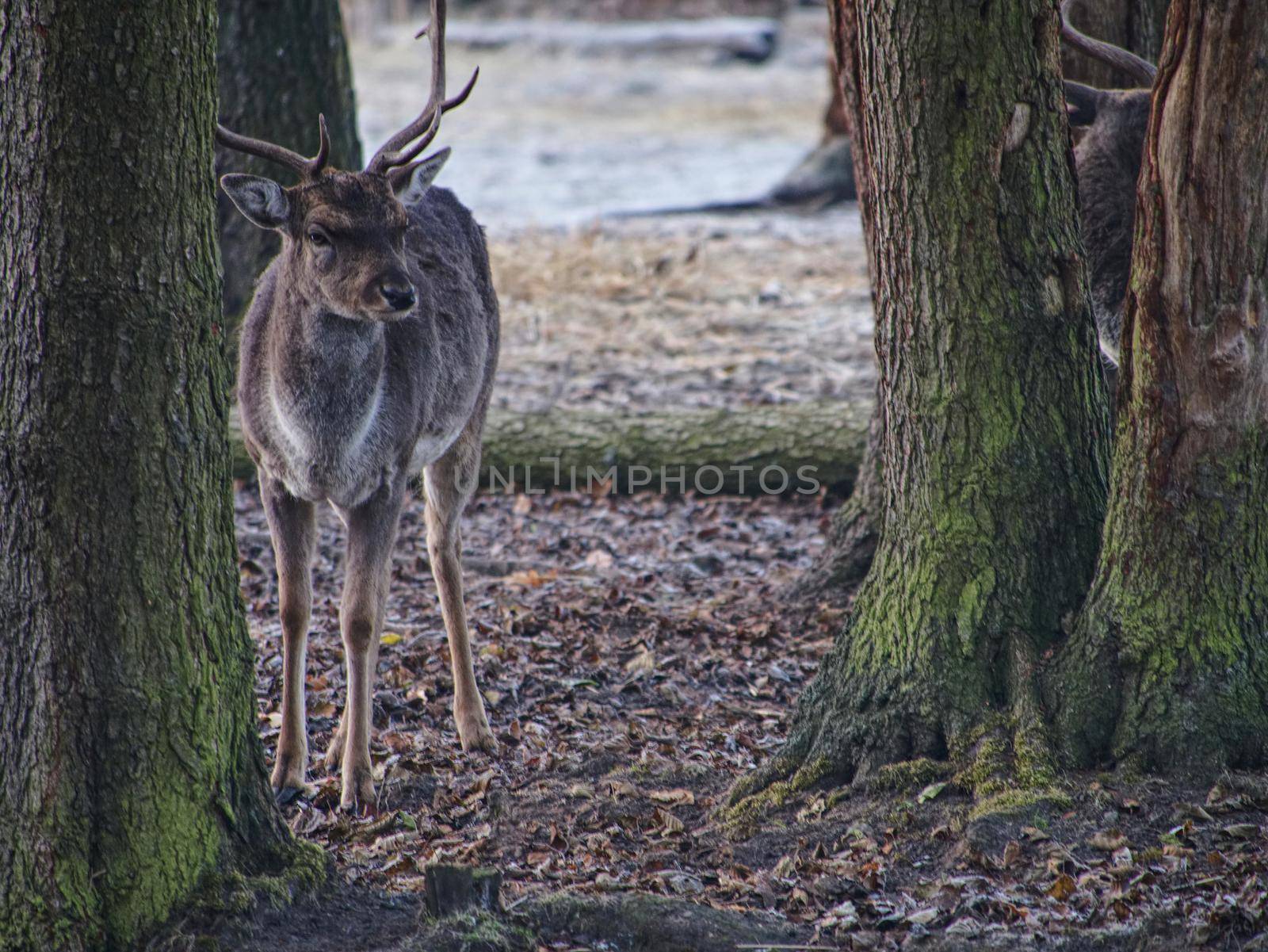 Sturdy fallow deer feeds on beechnut hidden in dry leaves. 