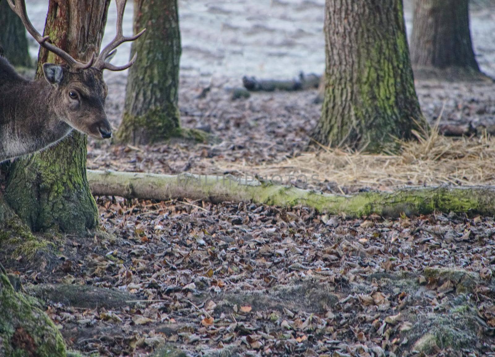 Fallow deer feeding in the forest in fall. Cold November morning