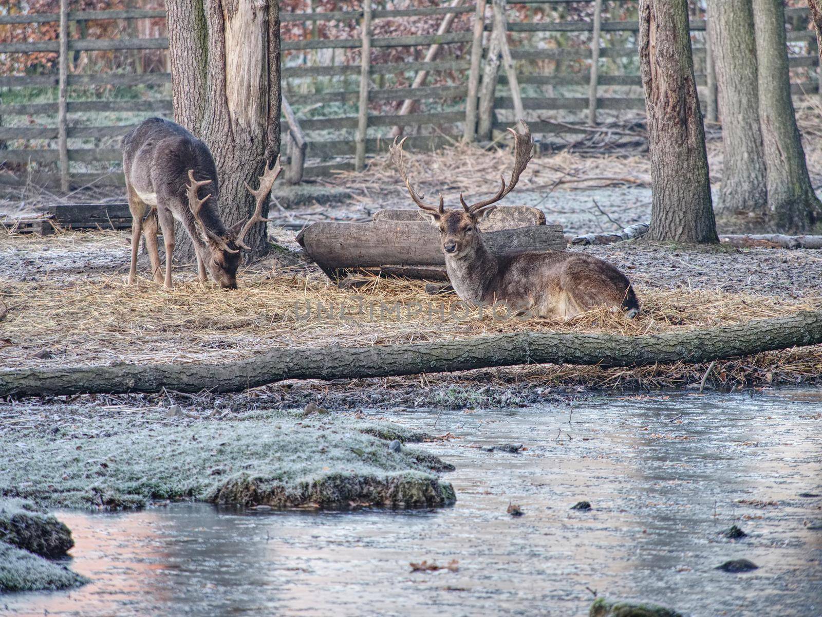 Whitetail deer fawn feeding with oak corns hidden in dry autumn leaves. Old sturdy male.