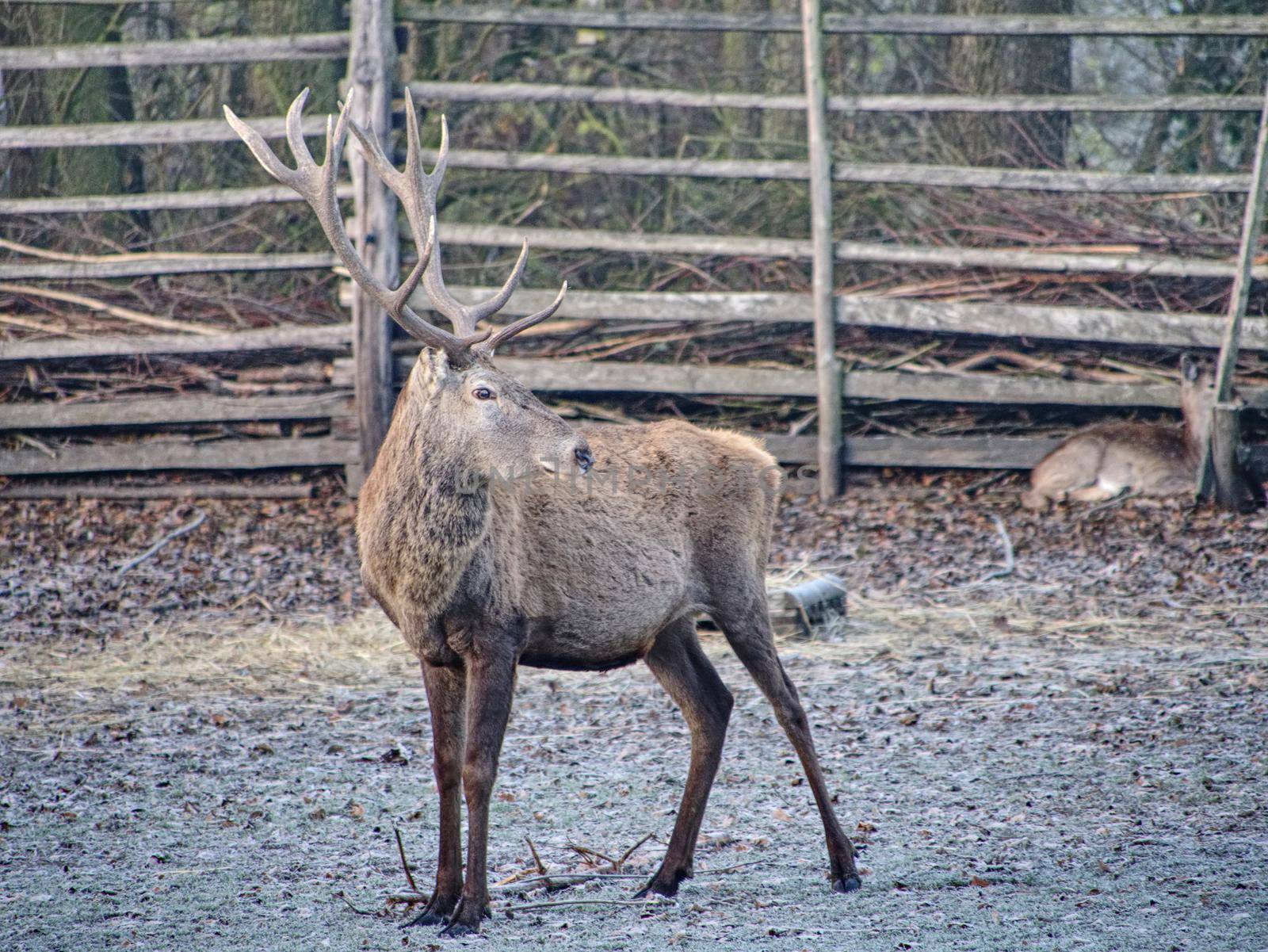 Red deer ( Cervus elaphus ) at wooden fence in rutting season. The hoarfrost on the ground with fallen leaves.