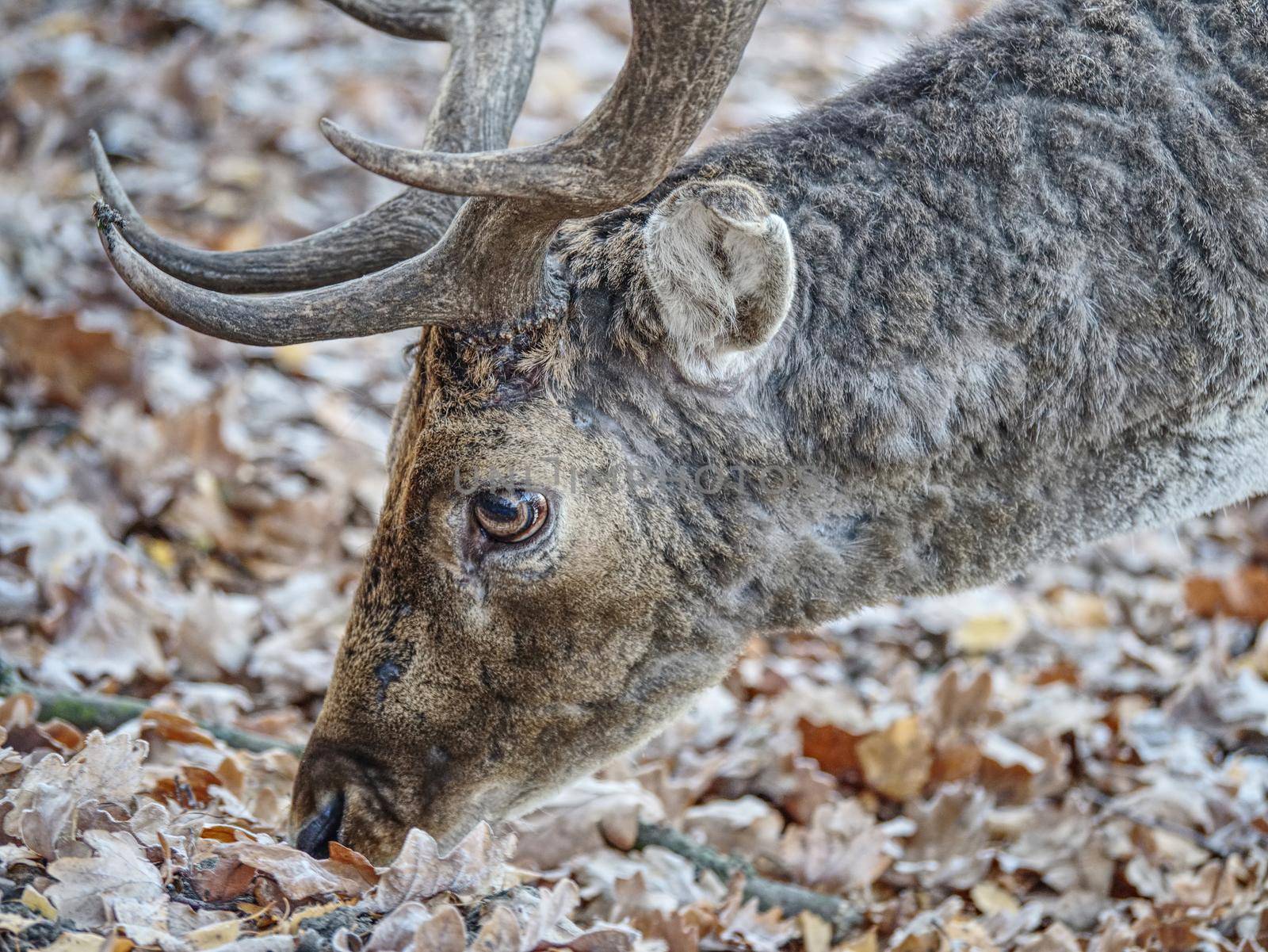 Sturdy fallow deer feeds on beechnut hidden in dry leaves. 