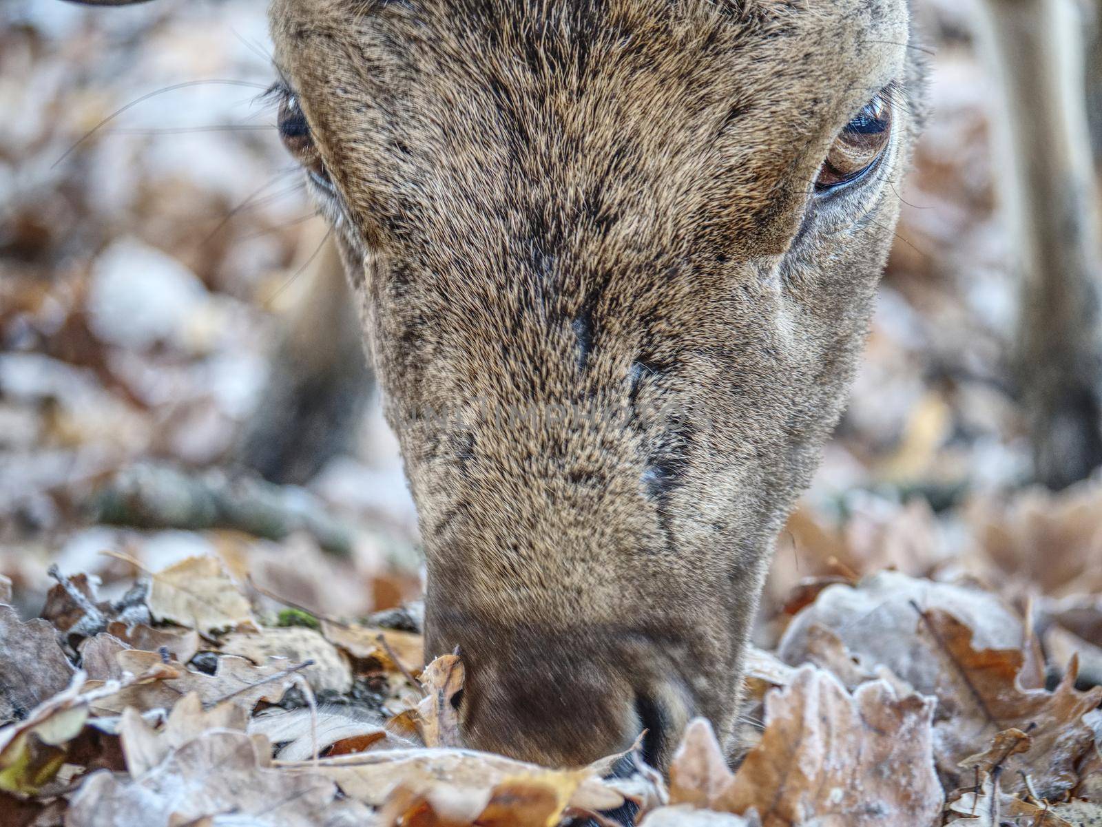 Sturdy fallow deer feeds on beechnut hidden in dry leaves. 