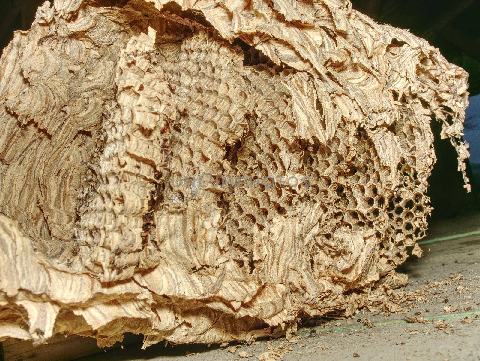 Abandoned huge nest of family of wasps under house roof.