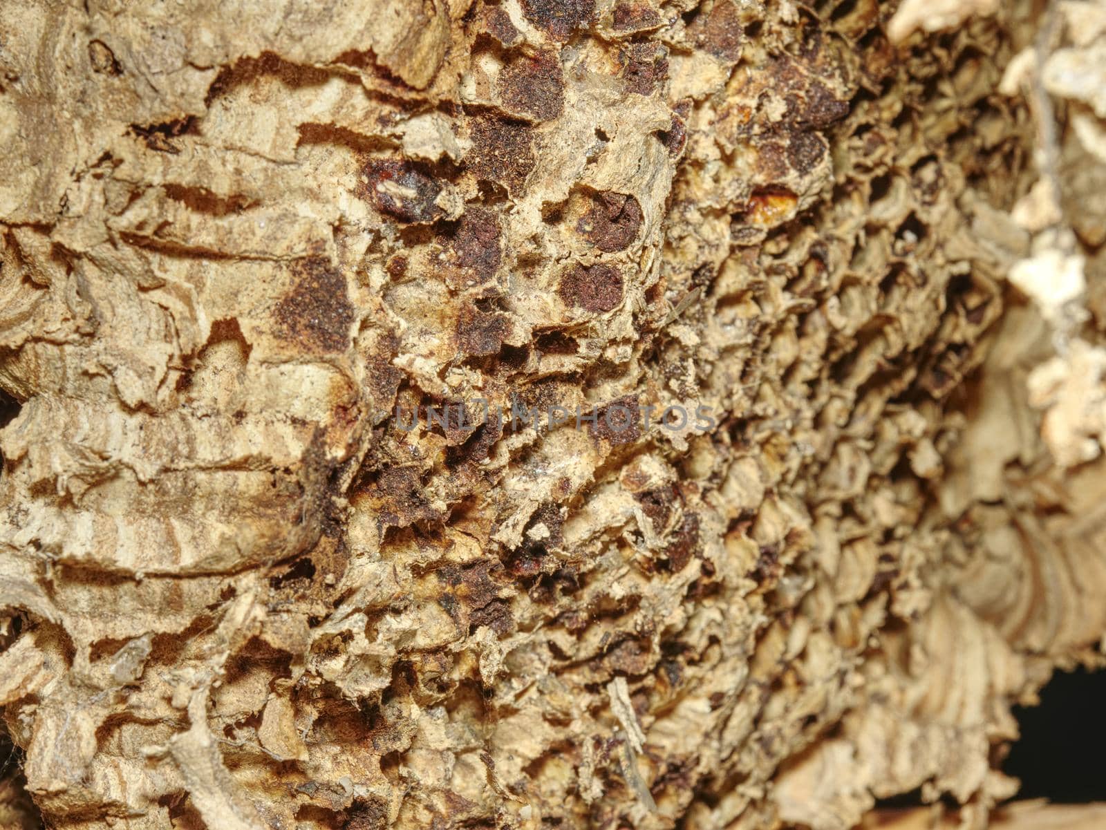 Hornet or wasp nest honeycomb, danger insect. Poisonous venom animal colony in old house.