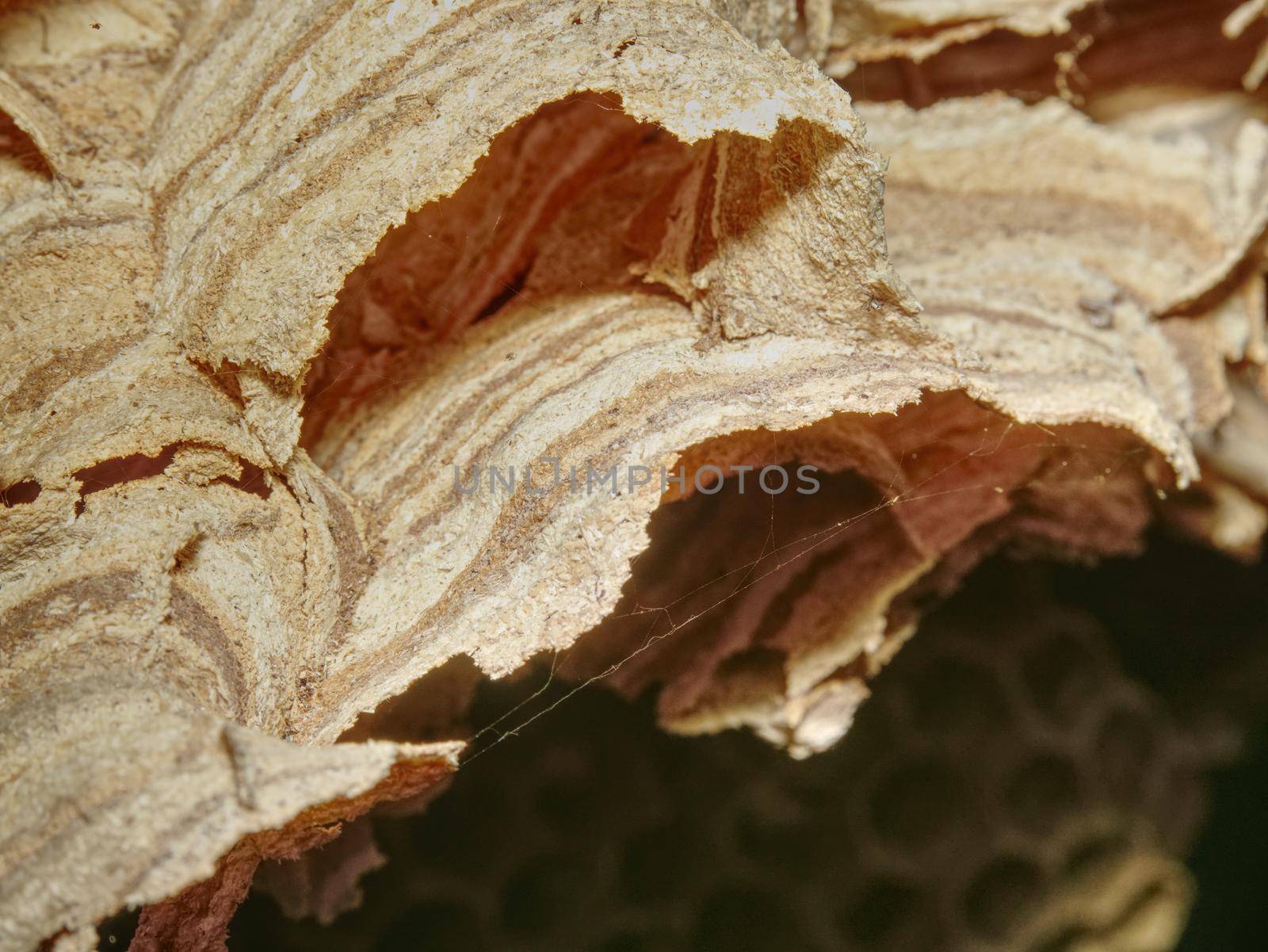 Wasp nest attached to wooden board in old house. Predators colony.