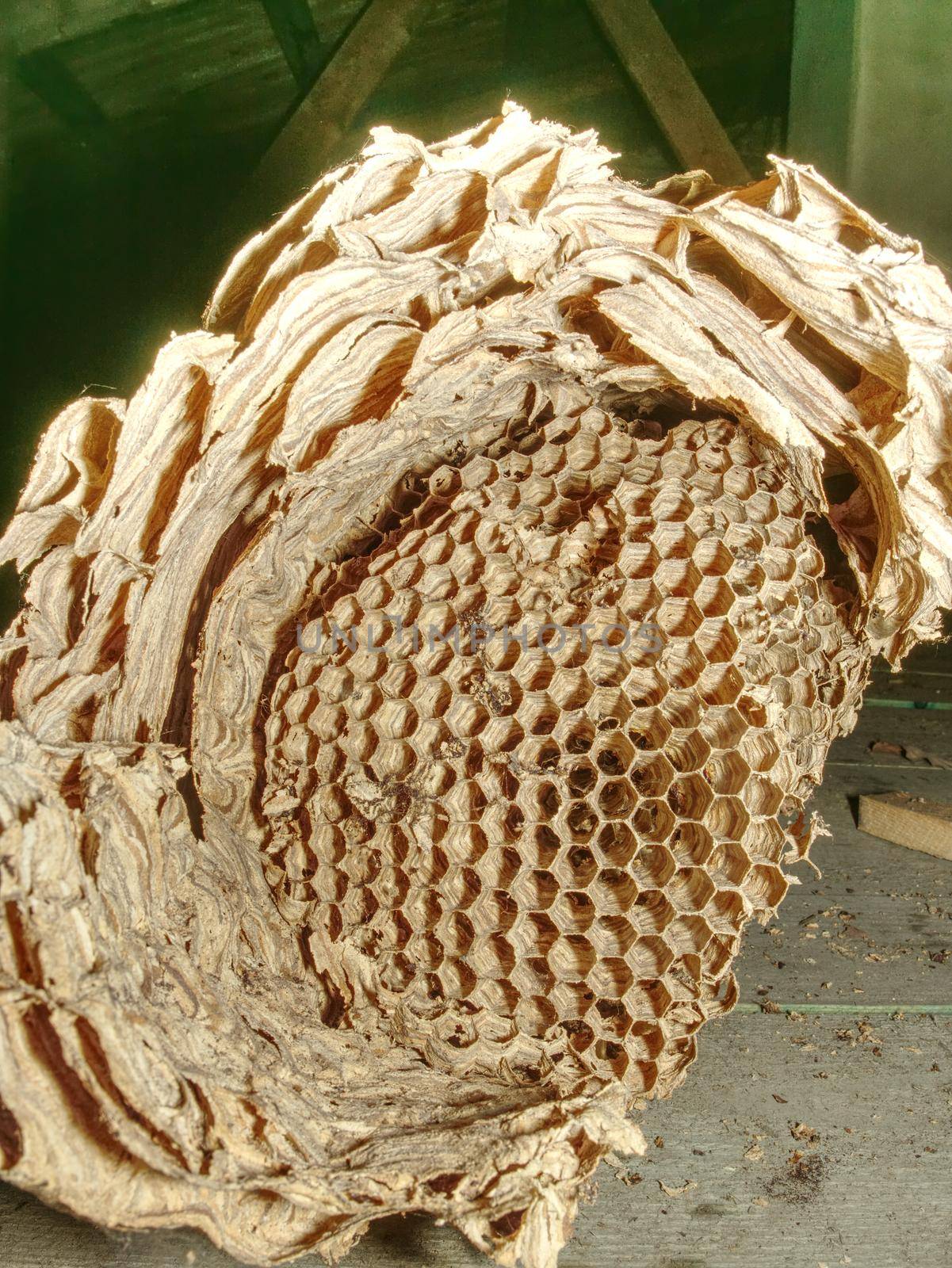 Abandoned european wasp nest in garden house. Wasp built paper nest under house roof.
