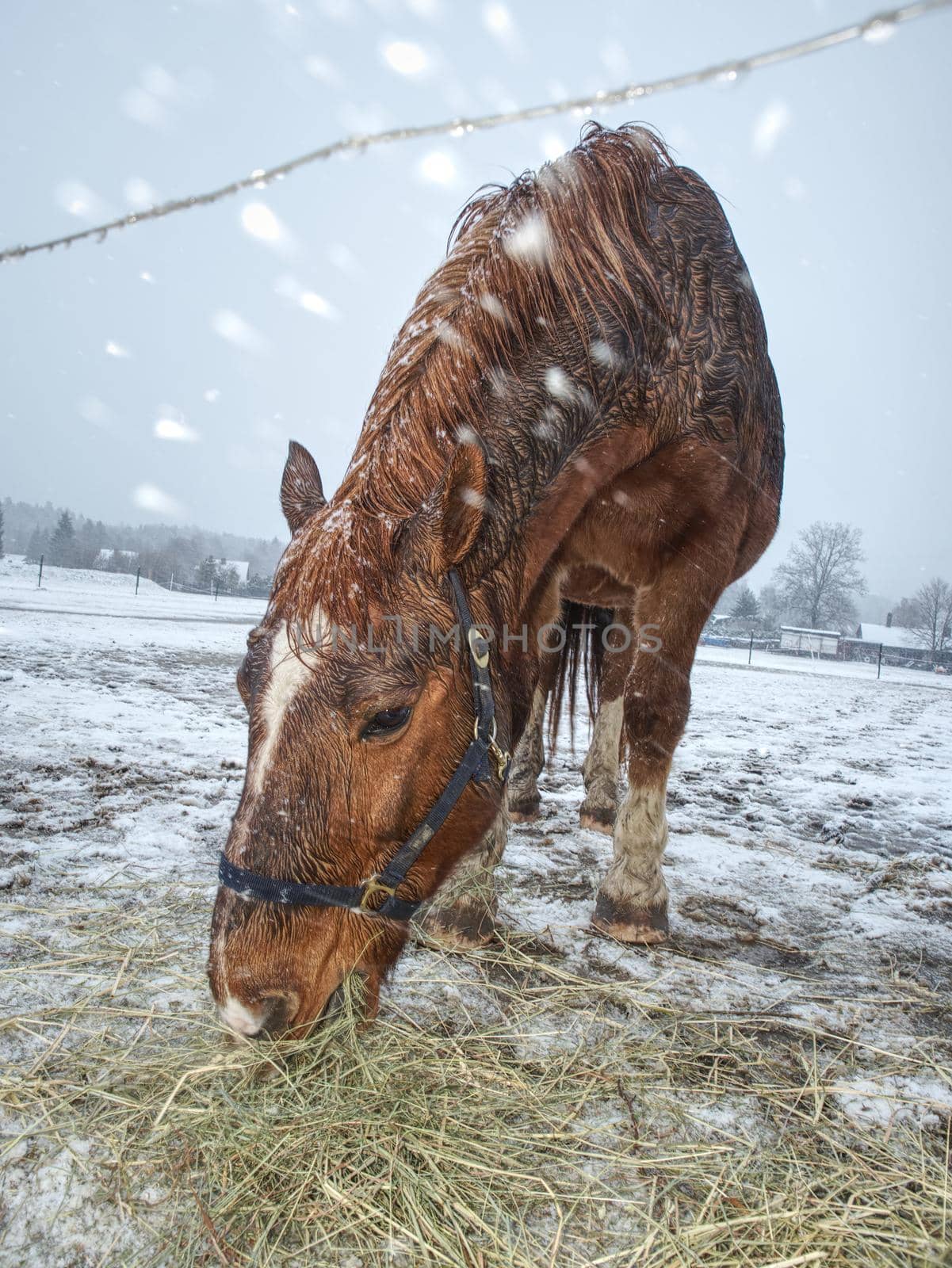Brown horse with  long winter mane flutters by rdonar2