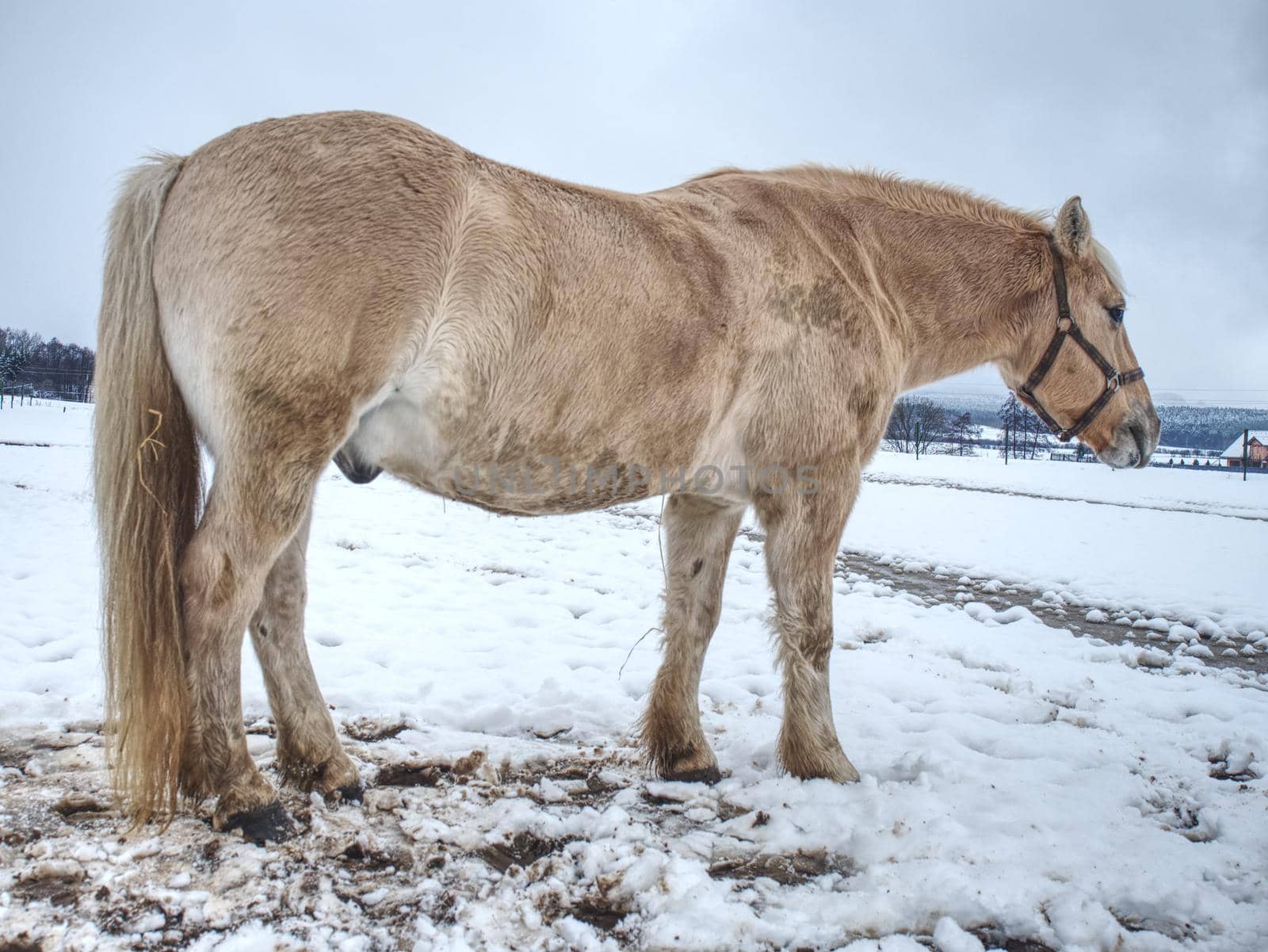 White muddy pony or horse standing looking at frosty winter field.