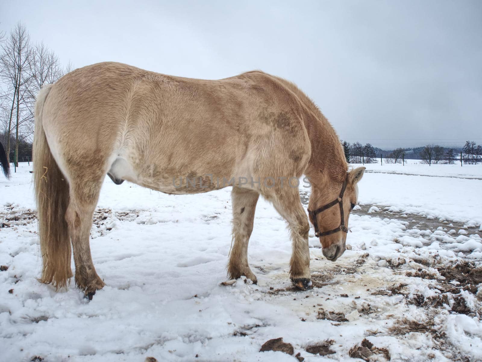Isabella coloured horses in winter country. The first snow on meadow at horses farm.