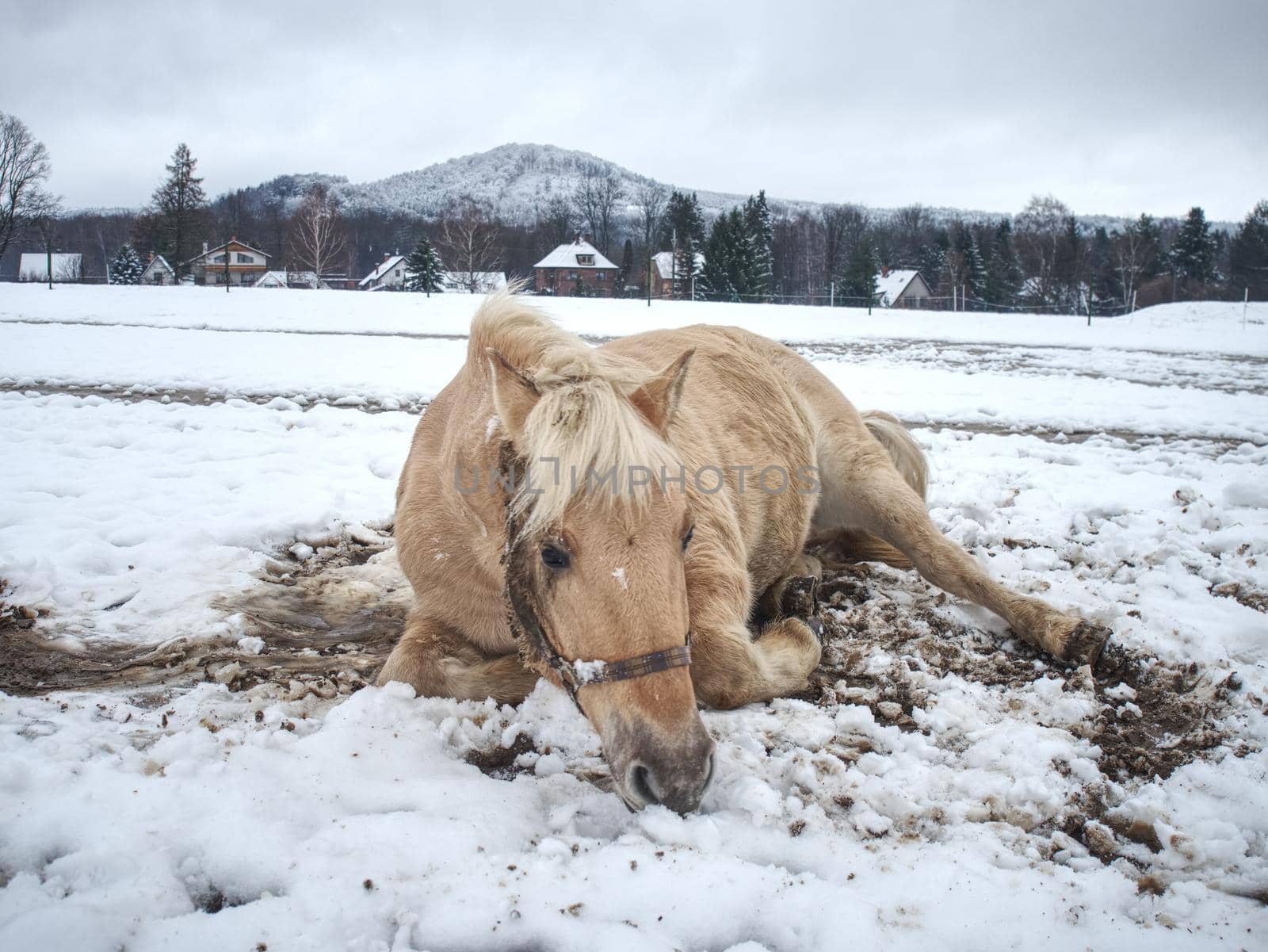 Blurry movement of rolling horse in snow. White horse lying down and  playing in fresh snow