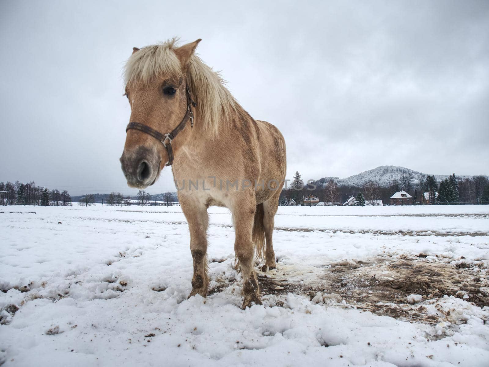 Isabella coloured horses in winter country. The first snow on meadow at horses farm.