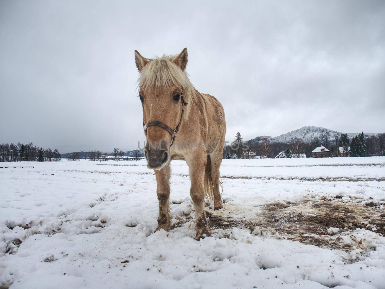 White horse in winter meadow. Wet dirty horse  by rdonar2