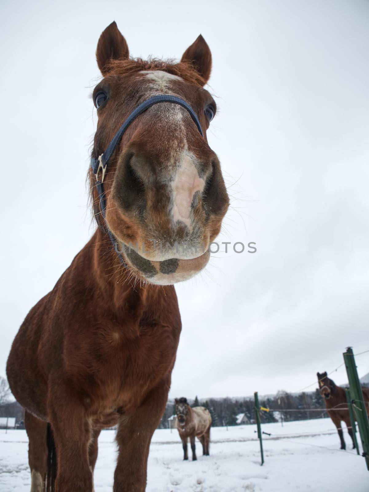 Free beautiful brown horse enjoys snow in winter paddock. Horse in winter meadow within snowfall. 