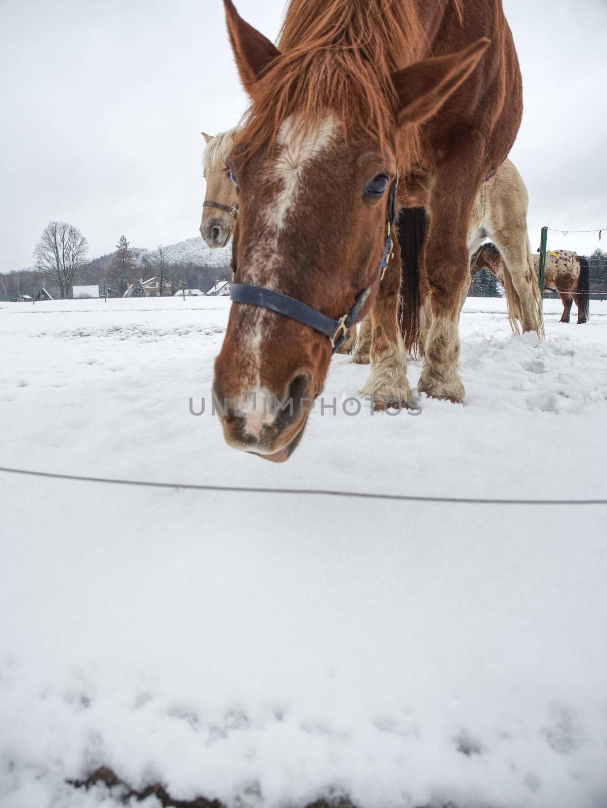 Brown horse with  long winter mane flutters in wind on the snow covered field in winter and cloudy sky 