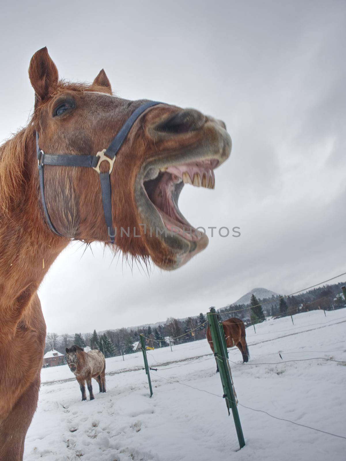 Free beautiful brown horse enjoys snow in winter paddock. Horse in winter meadow within snowfall. 