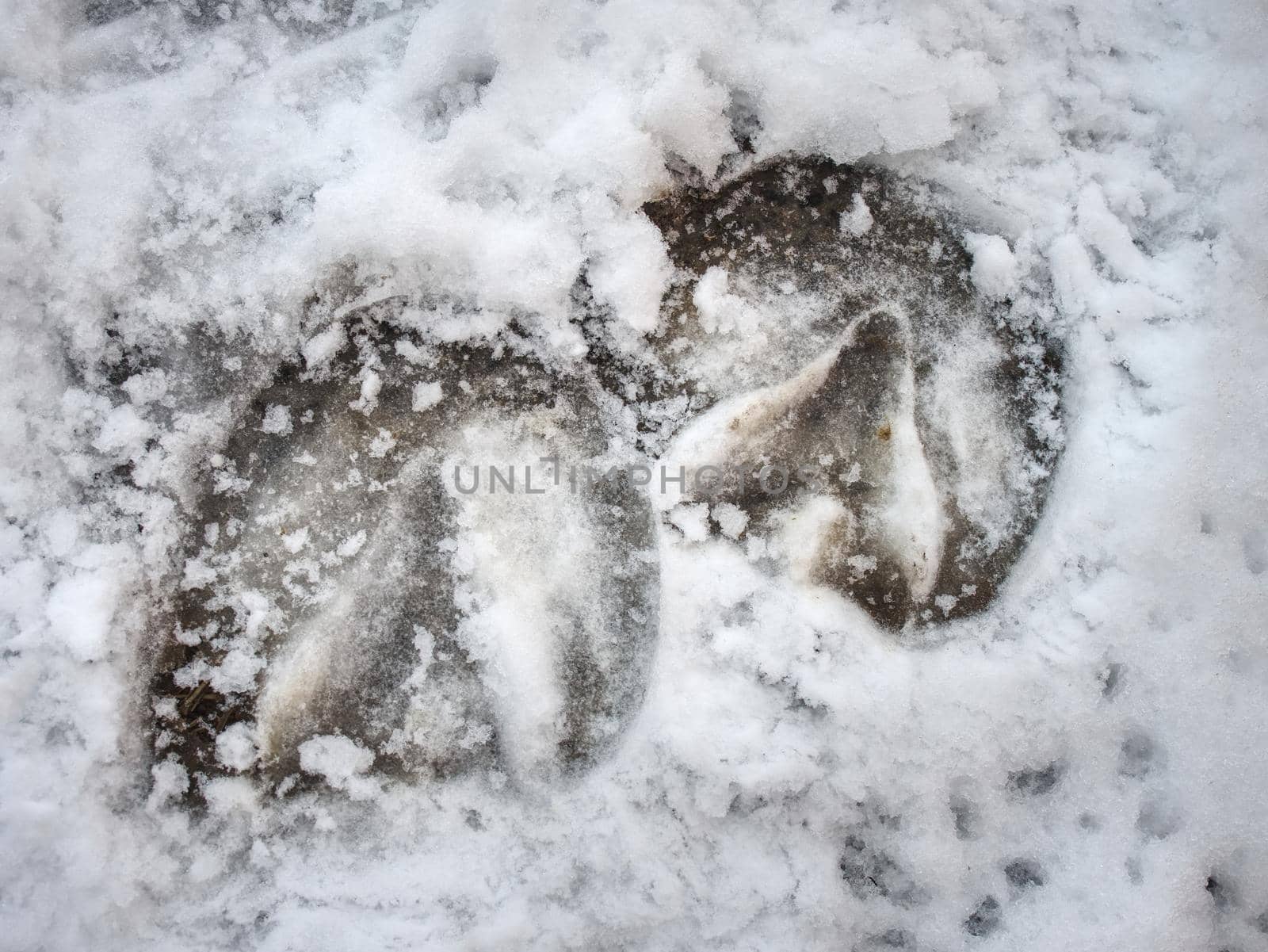 Icy hoofs footprint of horse in snow. Deep marks of horse hoofs.