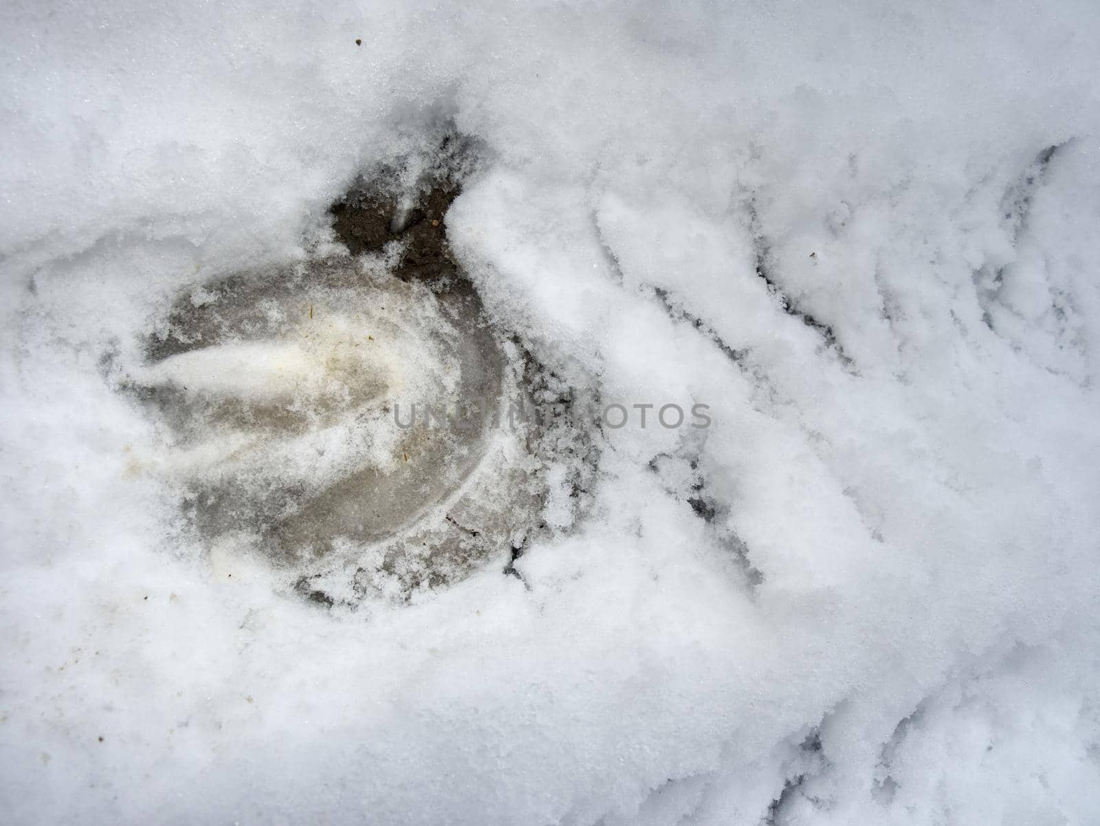 Icy hoofs footprint of horse in wet slippery snow cover