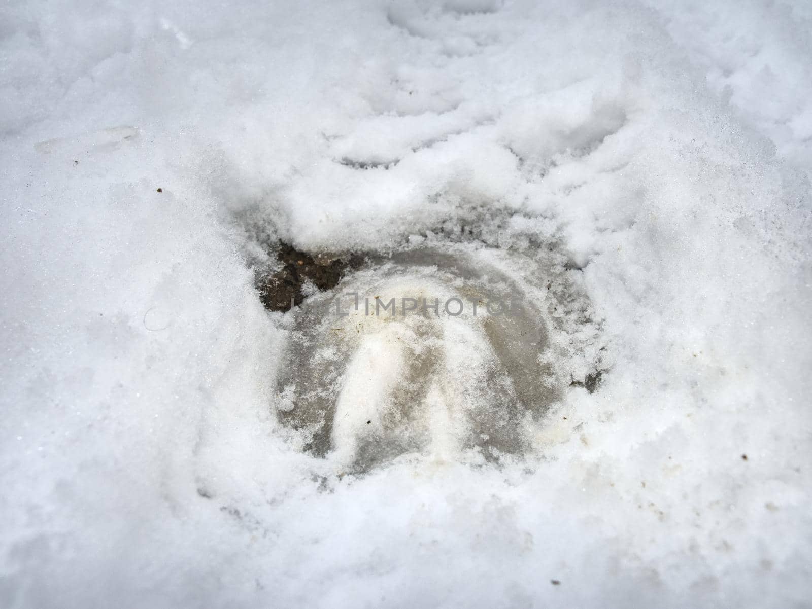 The horse  leg prints in winter field runs free