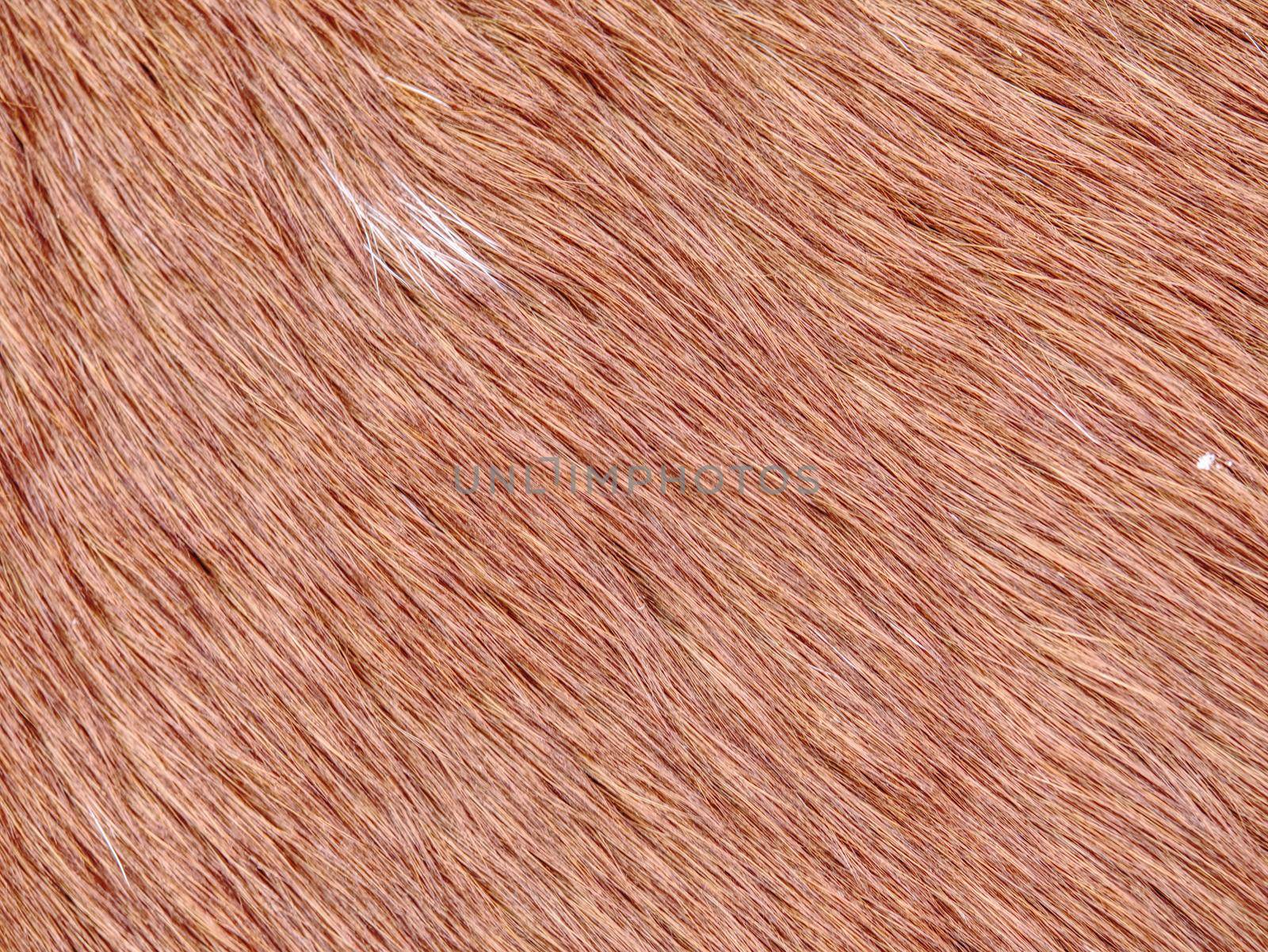 Warm winter horse fur. Brown fur detail, closeup fur animal