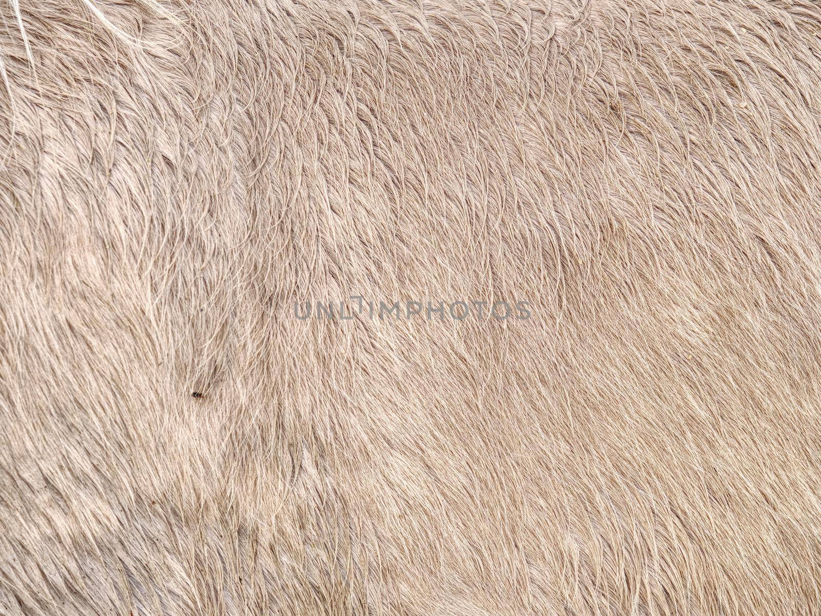 Caring for horse in the winter, warm thick fur on horse body with right layer of subcutaneous fat 