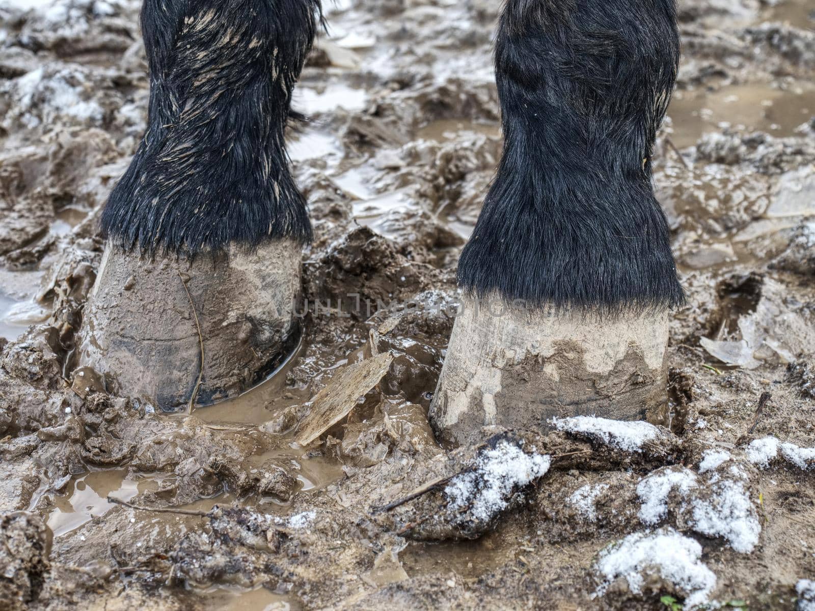 Feet of horses standing in the wet dirt, muddy meadow