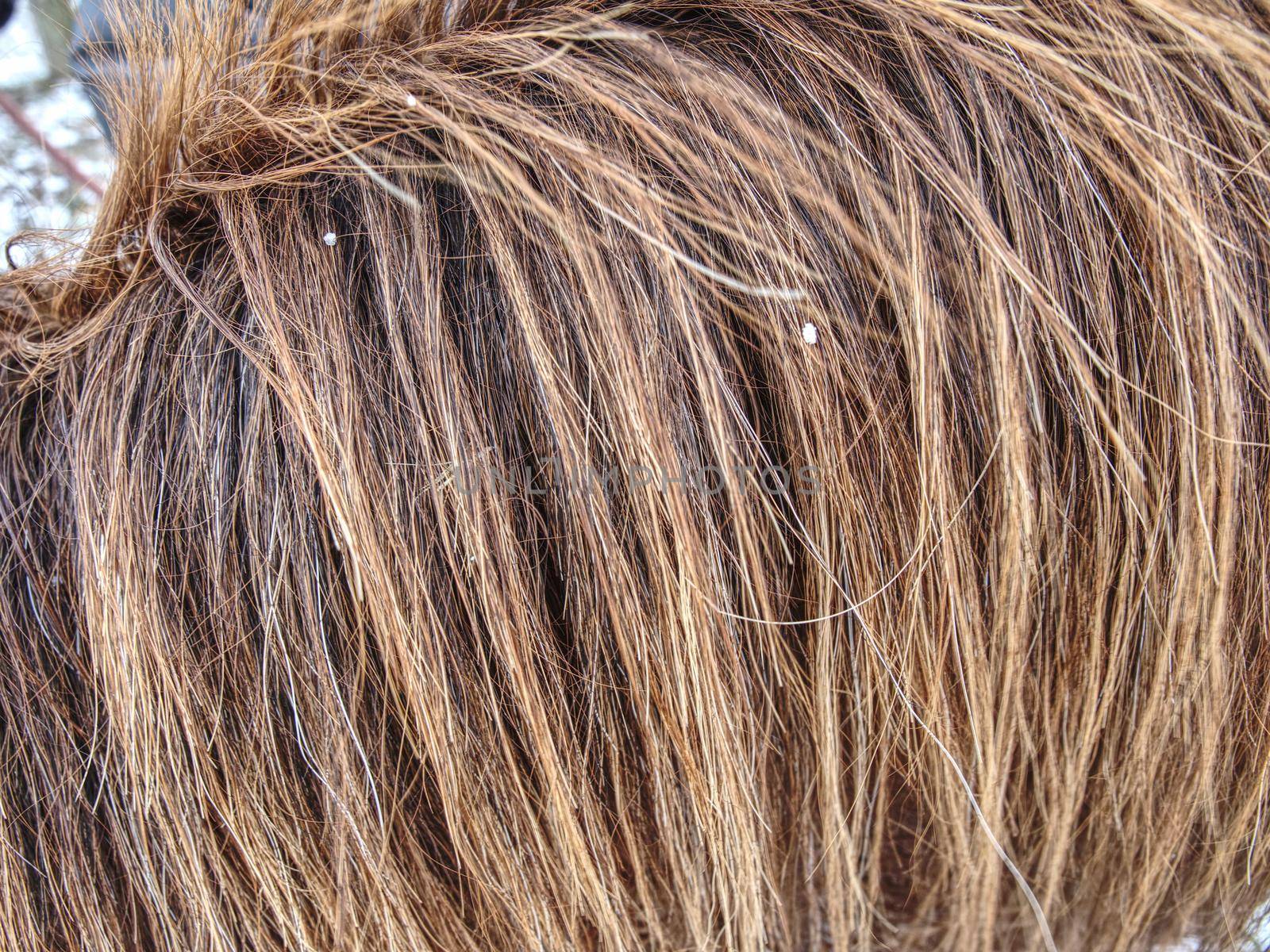 Detail of horse hair fur growth and composition