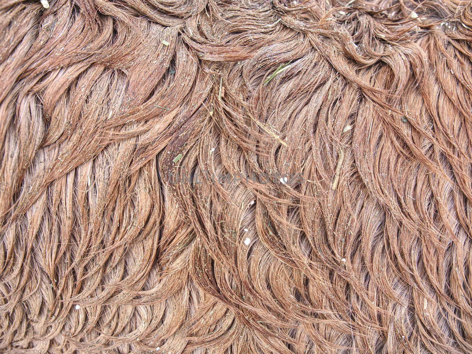 Fluffy wet brown horse winter fur. Animal hair of fur ponny leather. Natural Fluffy brown cowhide body