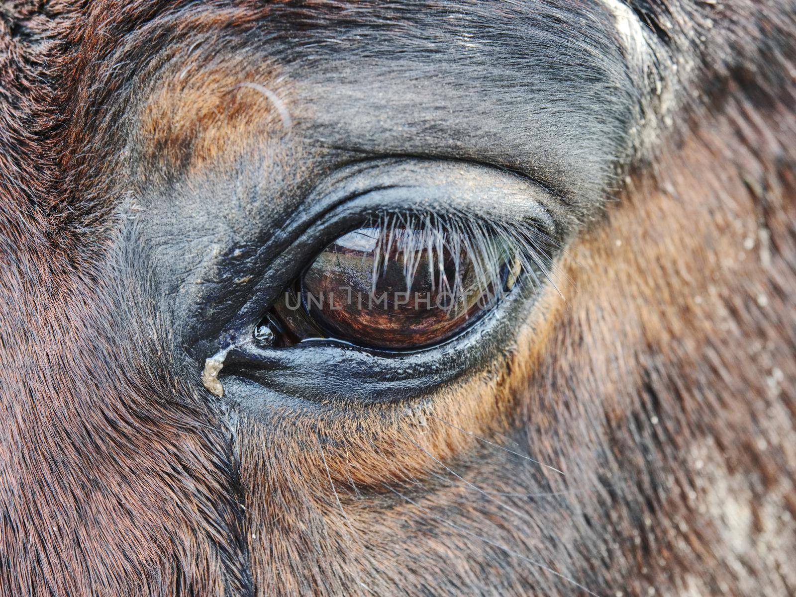 Close up of  brown horse eye and his face with shallow depth of field