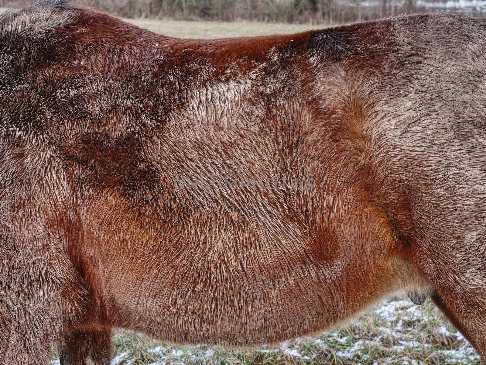 Adult horse aclimated to winter cold weather. Horse body protection with thick rough fur