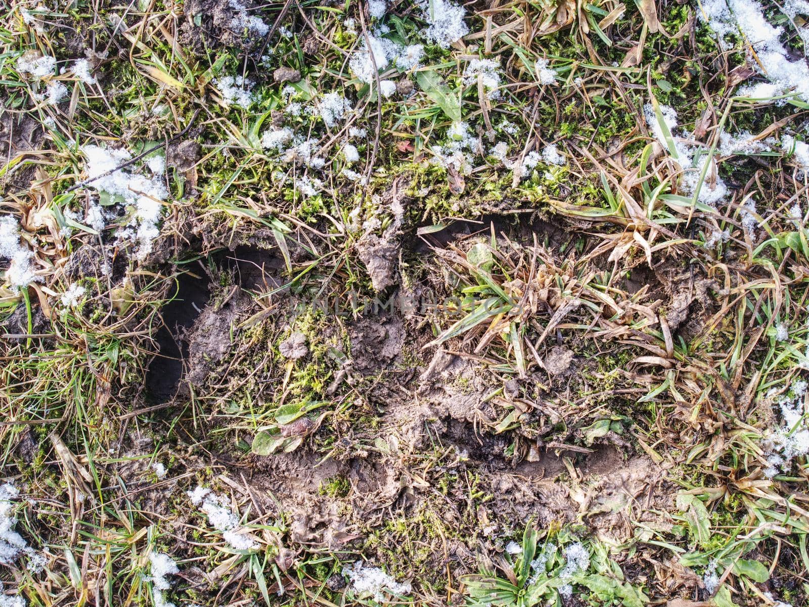 Horse footprints of the hooves. Horses on the muddy track,  snow and grass stalks