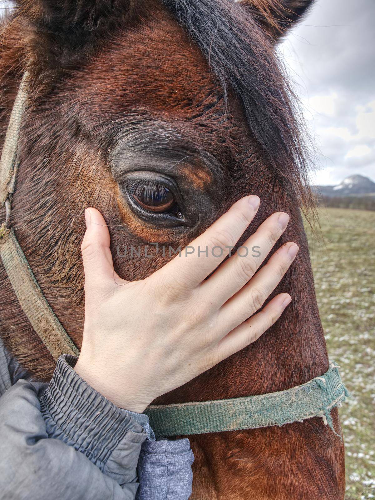 View into brown eye of brown horse.  Brown reddish horse in  pasture with sad eyes 