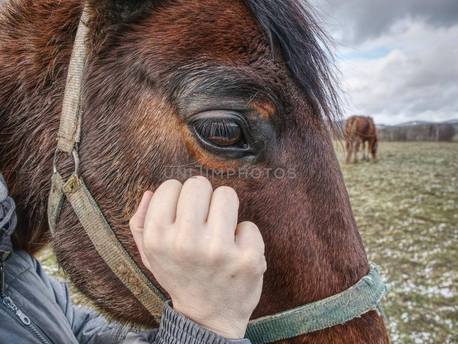 Check of winterizing of horse. Horses acclimated to cold temperatures often prefer and are better off outdoors