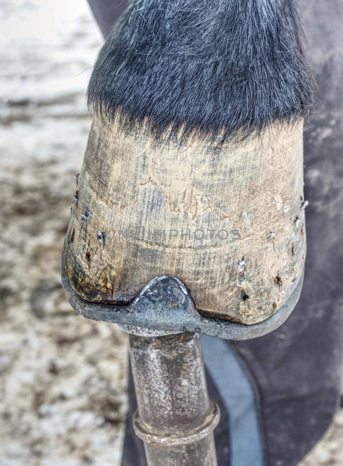 Blacksmith cut of long spiky ends of steel nail in horse hoof after setting new horseshoes.