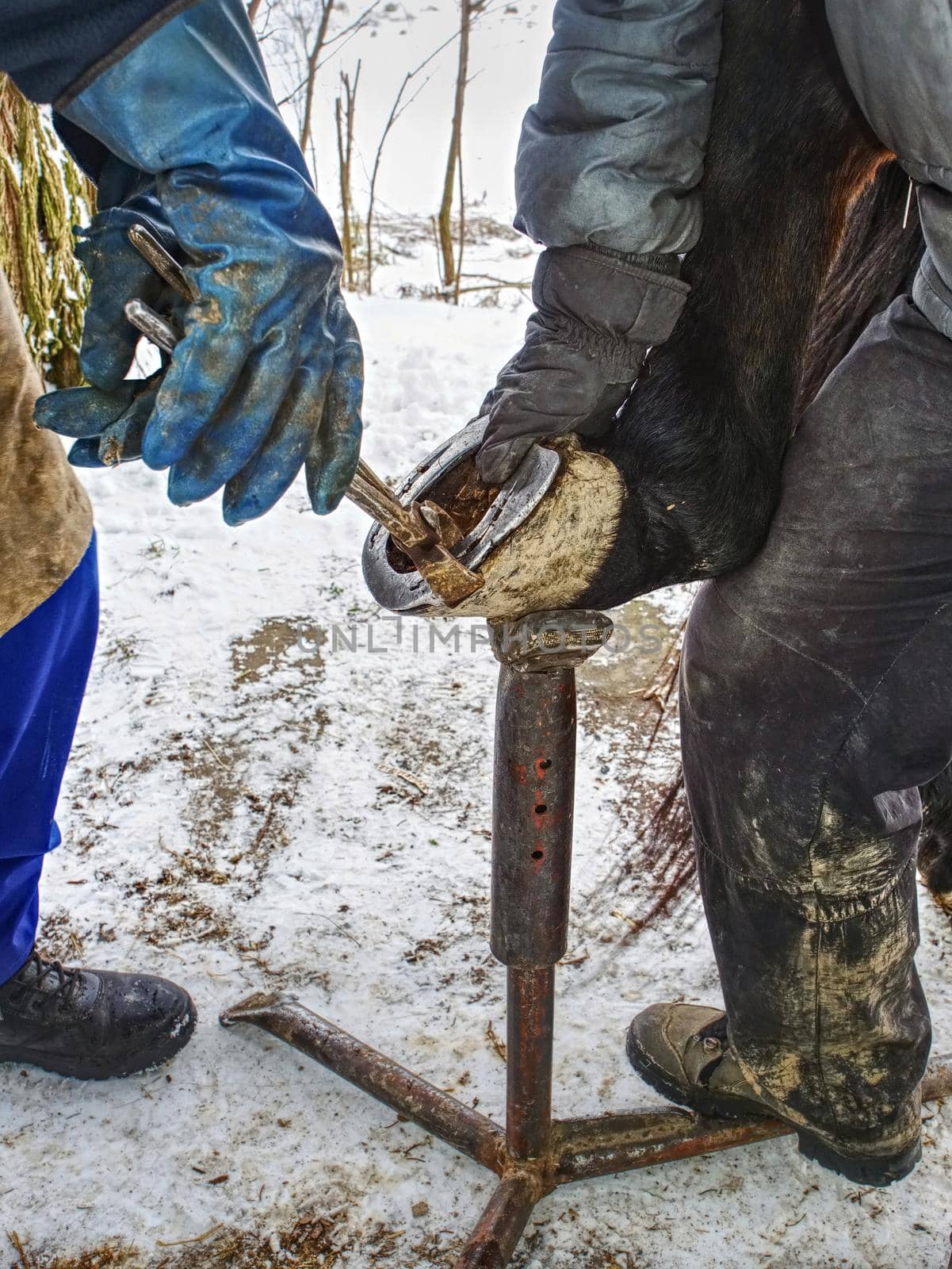 Blacksmith with asistant are removing worn out horseshoes. Heavy farm life. Winter season in mountain village.