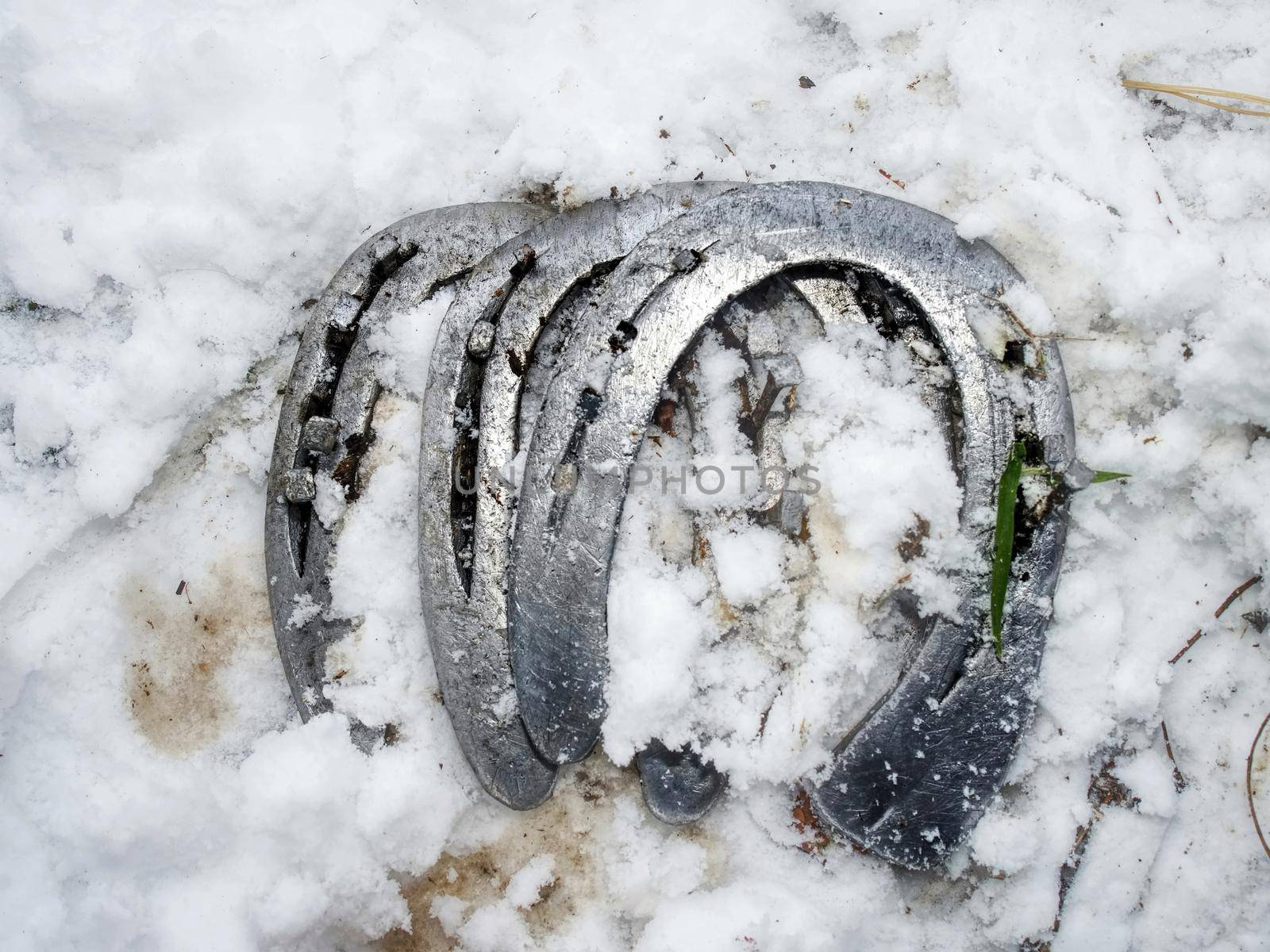 Removing of worn out horseshoes within snowy ground in background. Horse care on village farm. traditional life