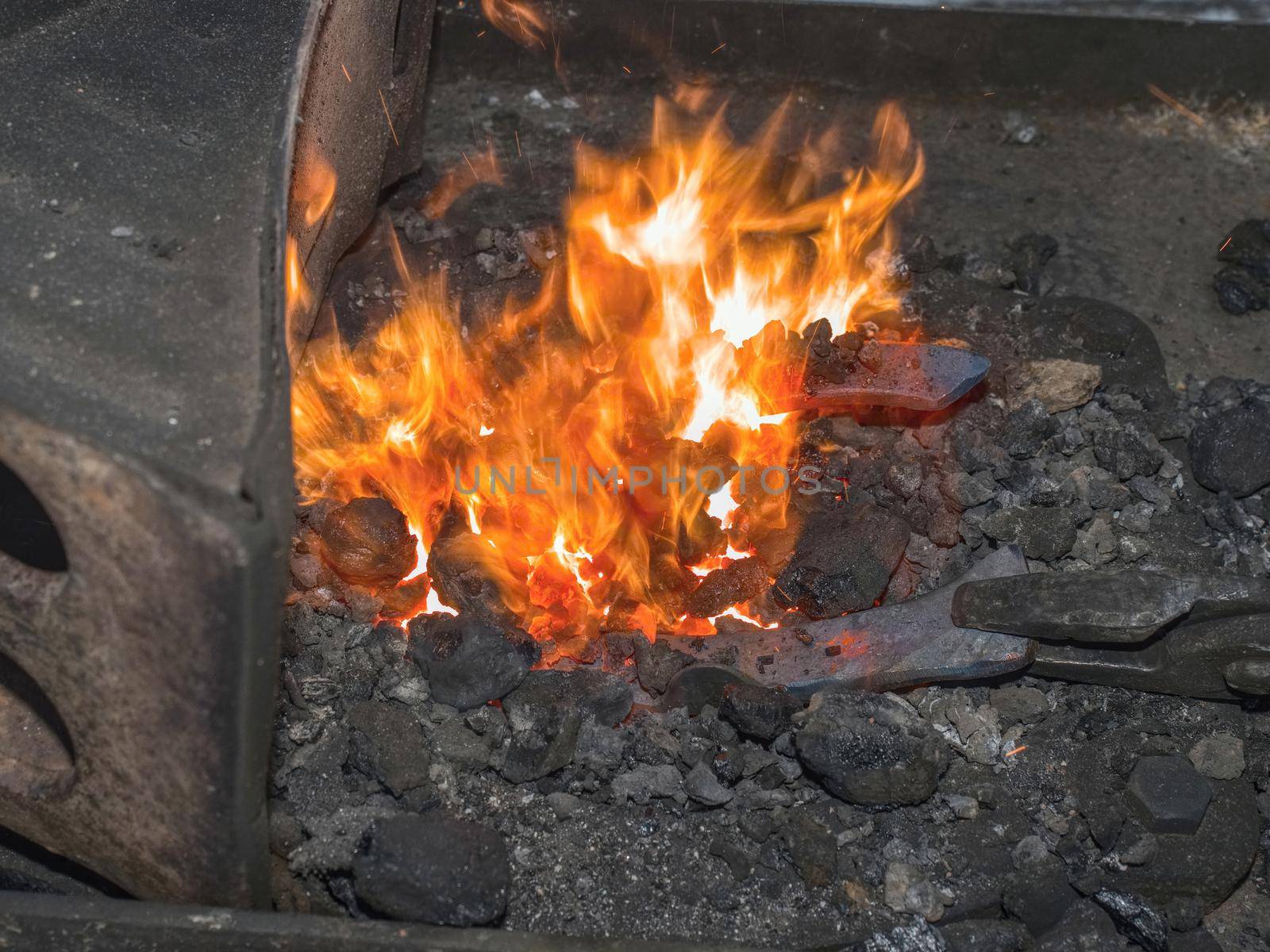 Heating of horse hooves in small forge. Farrier hold in pliers red hoof between hot coals.
