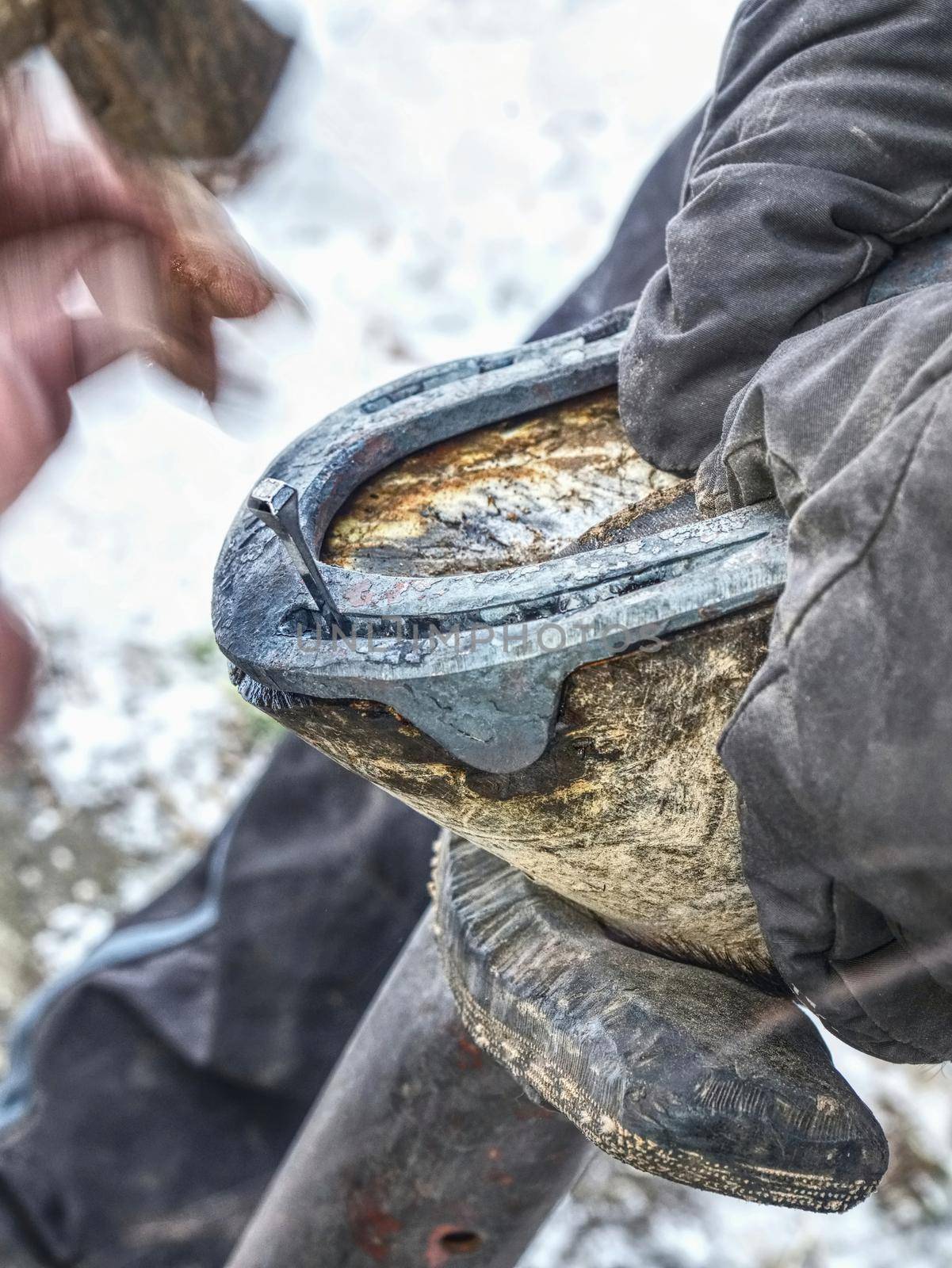 Farrier hammering new iron shoe on horse hoof. Blacksmith handle hoof to set up horseshoe