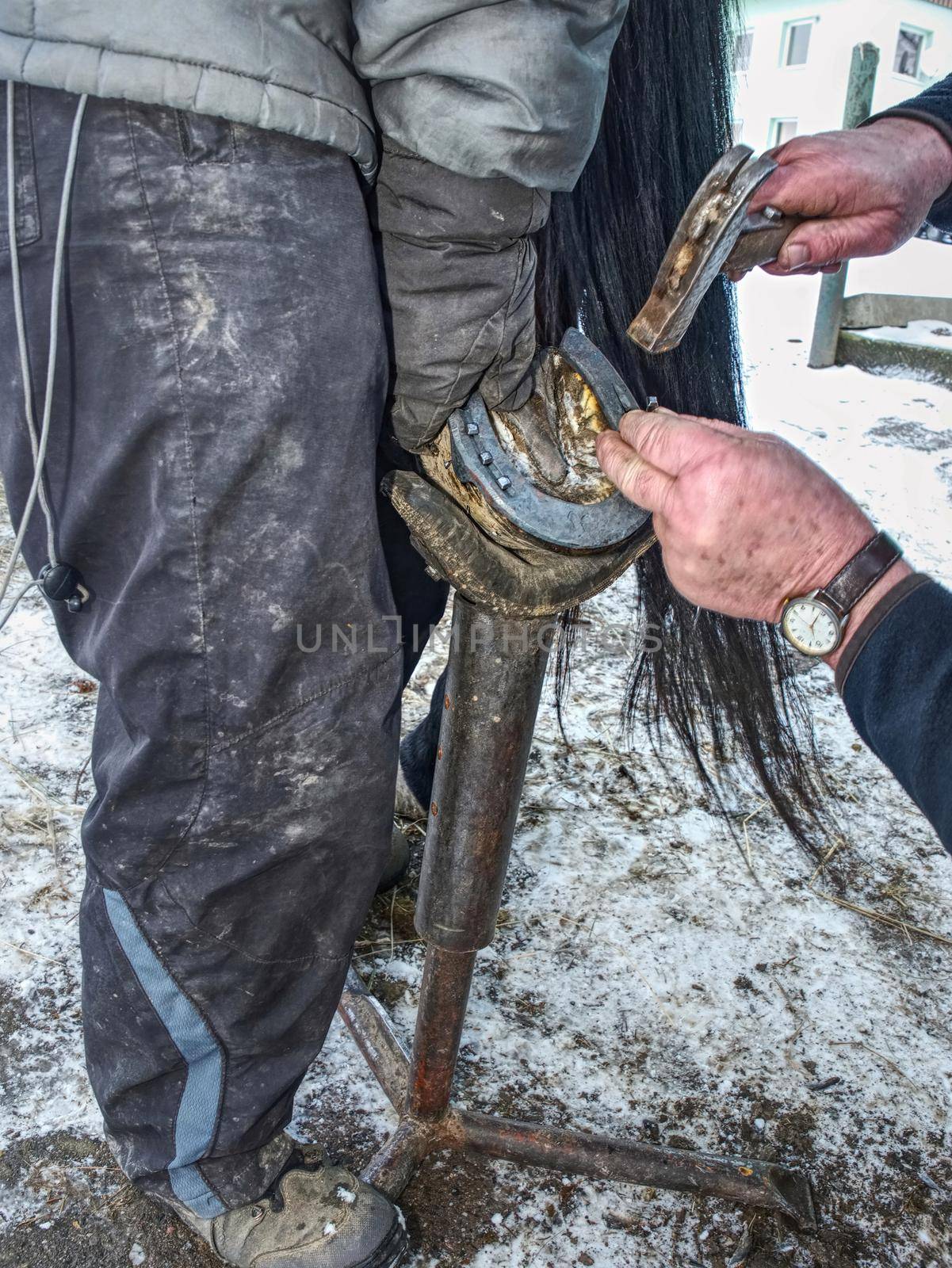 Farrier hammering new iron shoe on horse hoof. Blacksmith handle hoof to set up horseshoe