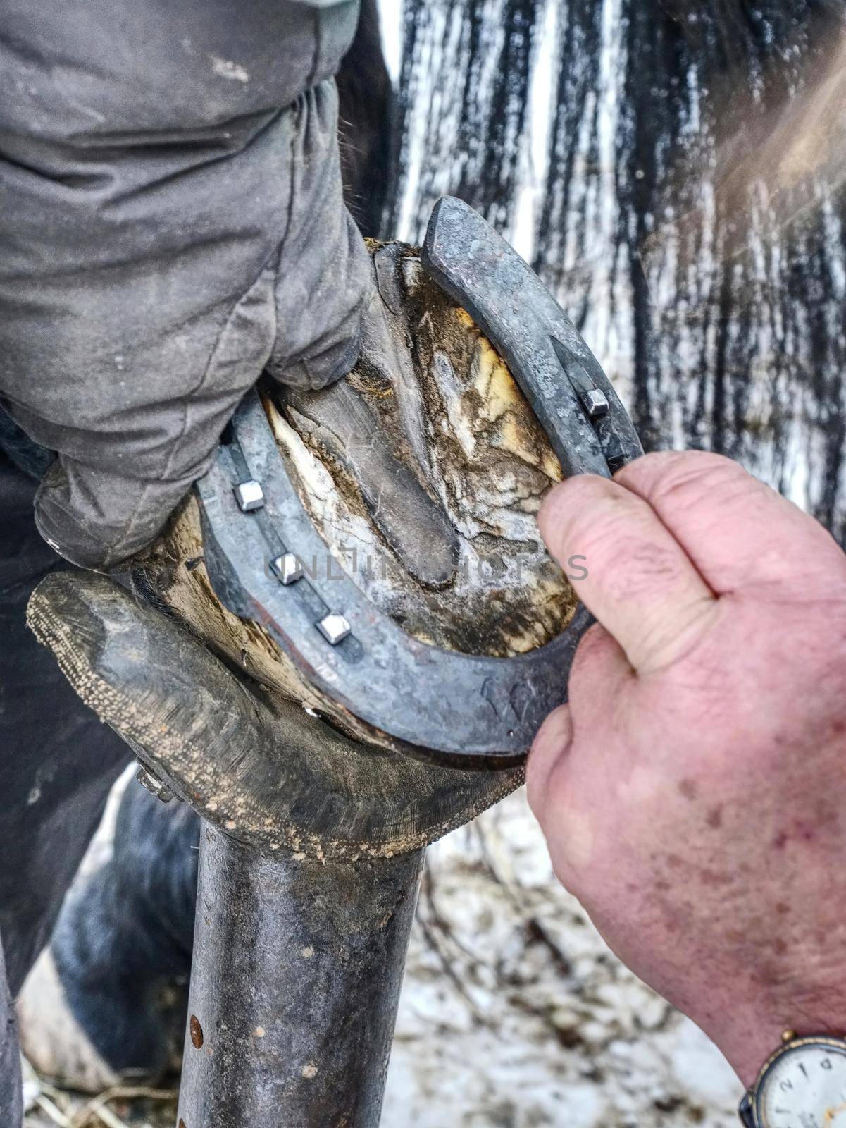 Farrier use nail and hammer on new forged horsesshoe  on horse hoof, close up on the nail in hand 