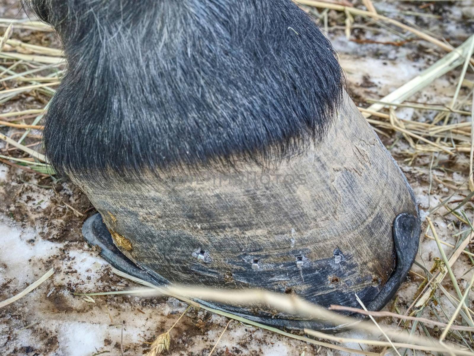 Feet running sports horse. The leg of shod horse. Hooves of a horse with horseshoes.