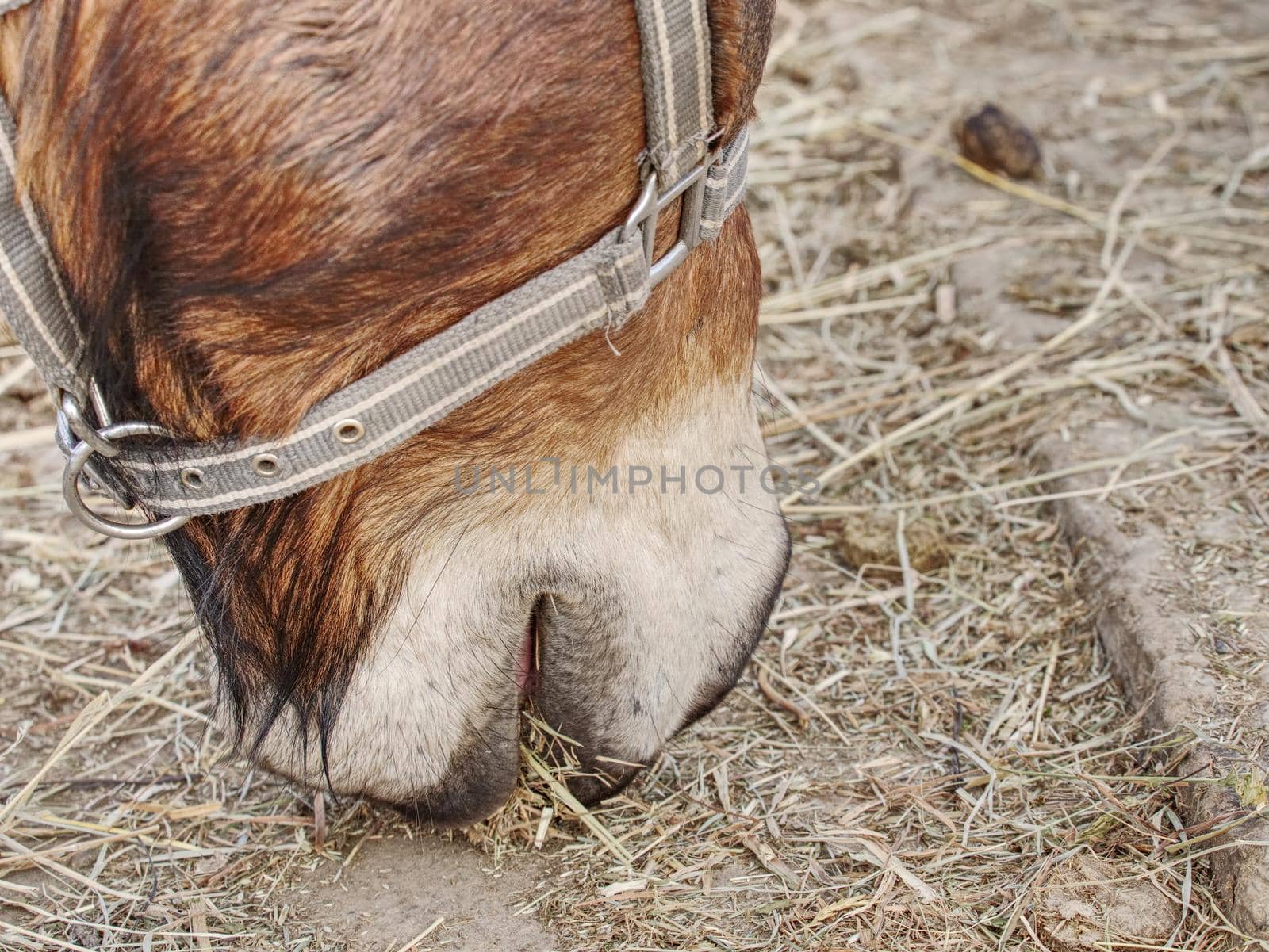 Brown horse head. Horse walks in the farm meadow or field.