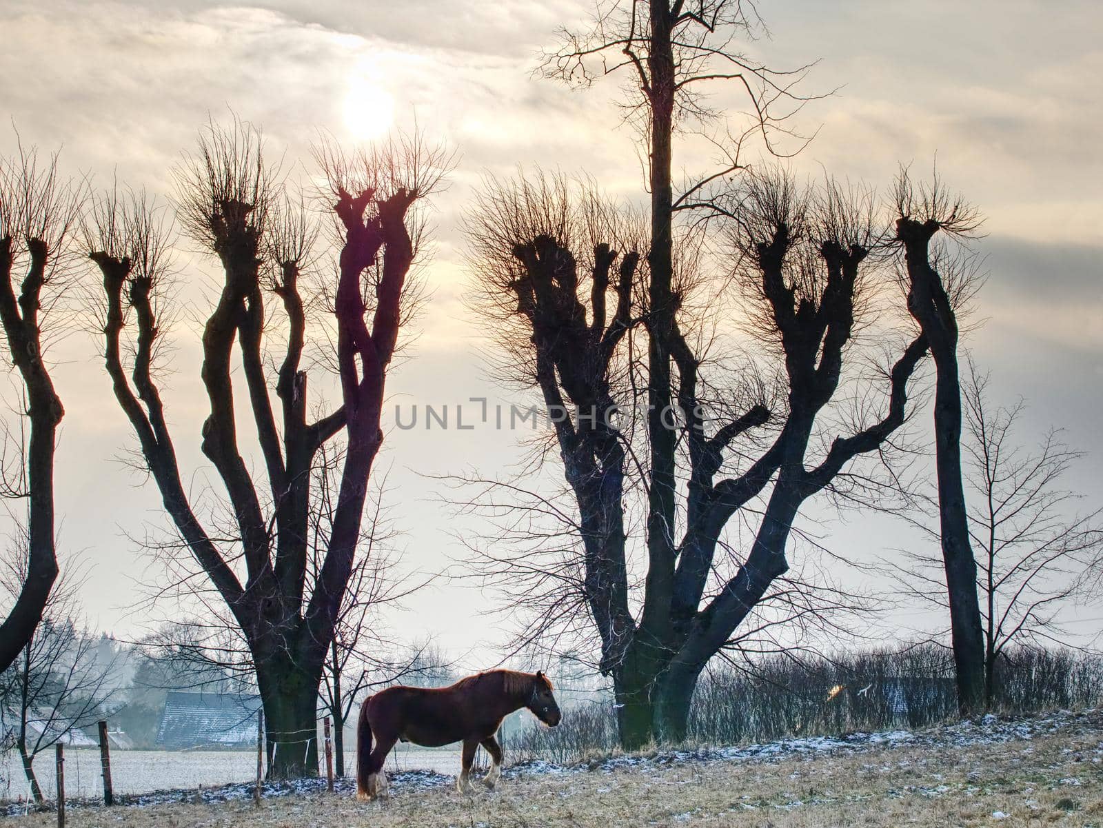 Horses grazing on pasture with rest of snow by rdonar2