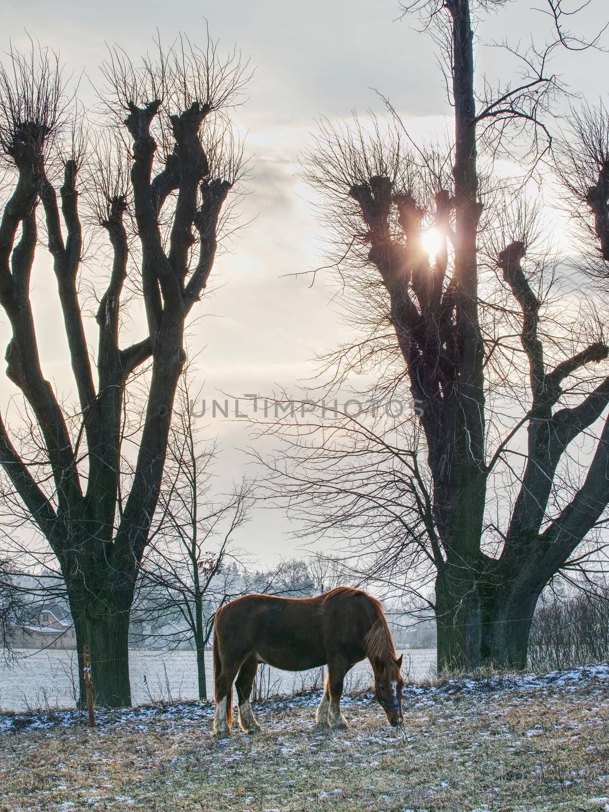 Brown horse on farm pasture grazing. by rdonar2