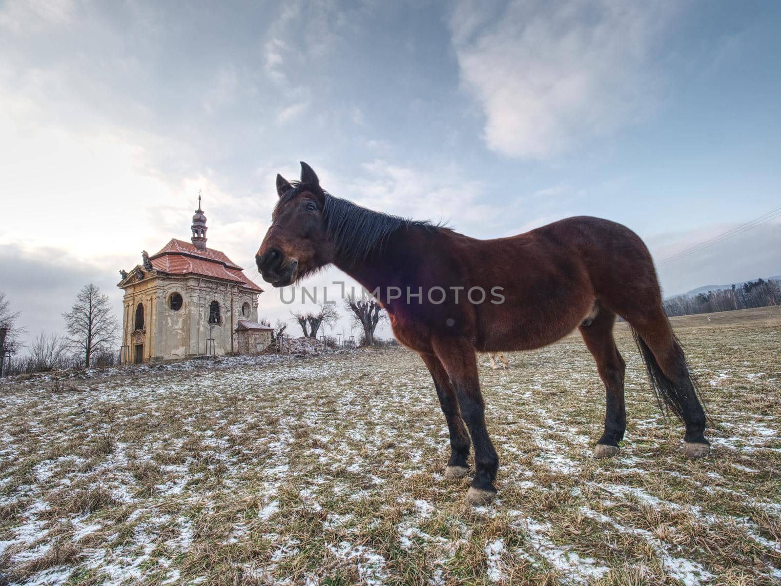 Spring view to pasture with old horse. Small village chapel with red roof and bell tower. 