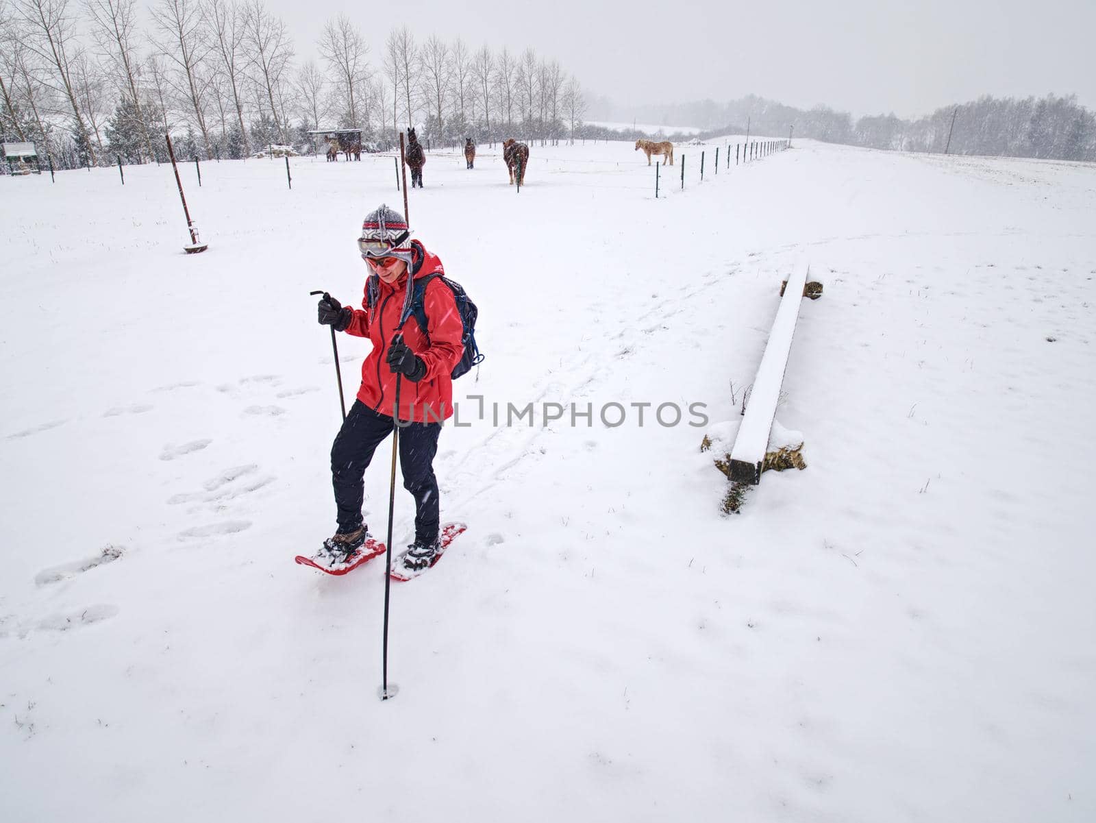 Girl walk with snowshoes at snowy horse paddock on hill by rdonar2