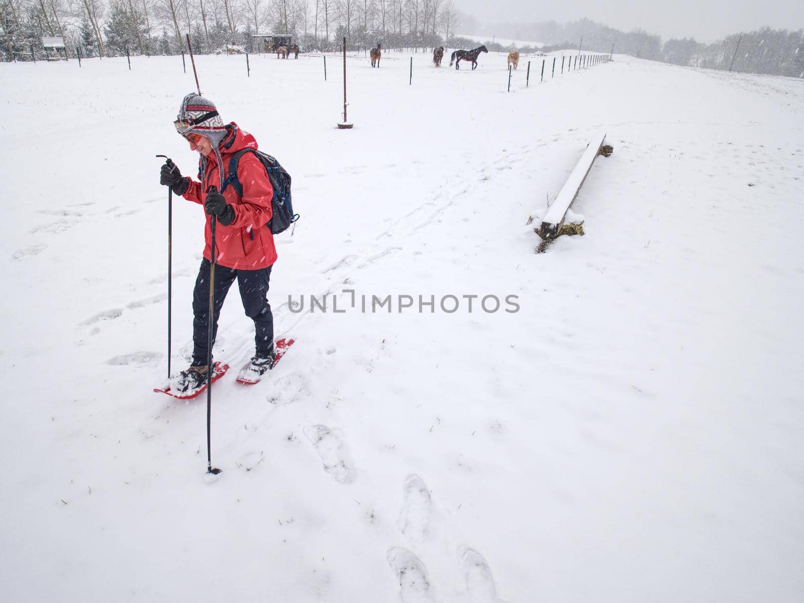 Sport body woman is hiking at horse farm with snowshoes. Horrible foggy weather with swnowfalling