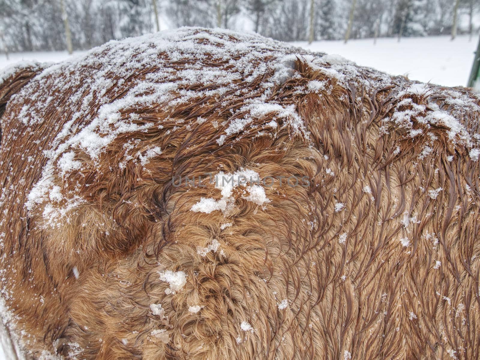 Warm winter hair of horses standing behing the electric fence in heavy snowfall. Mountain farm animals  in the winter. Horses in blizzard. 