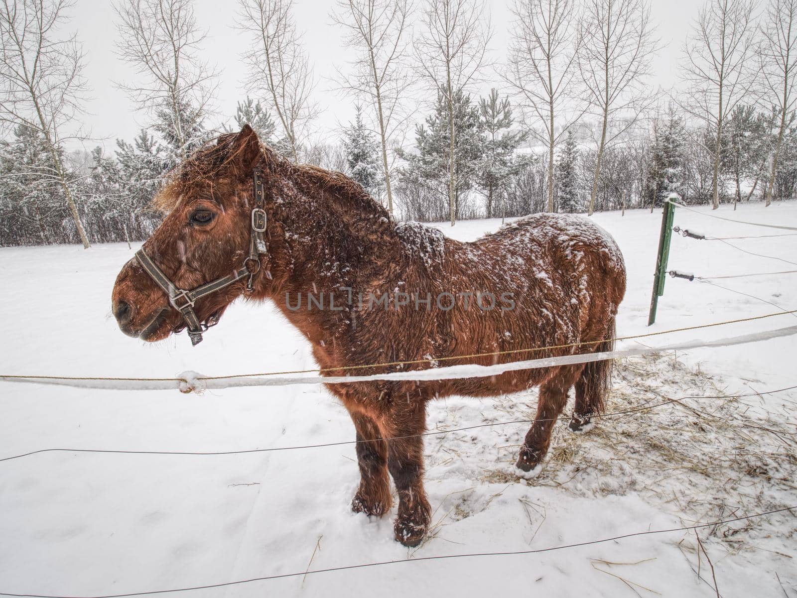 Horse with brown winter fur stay in snowy paddock  by rdonar2